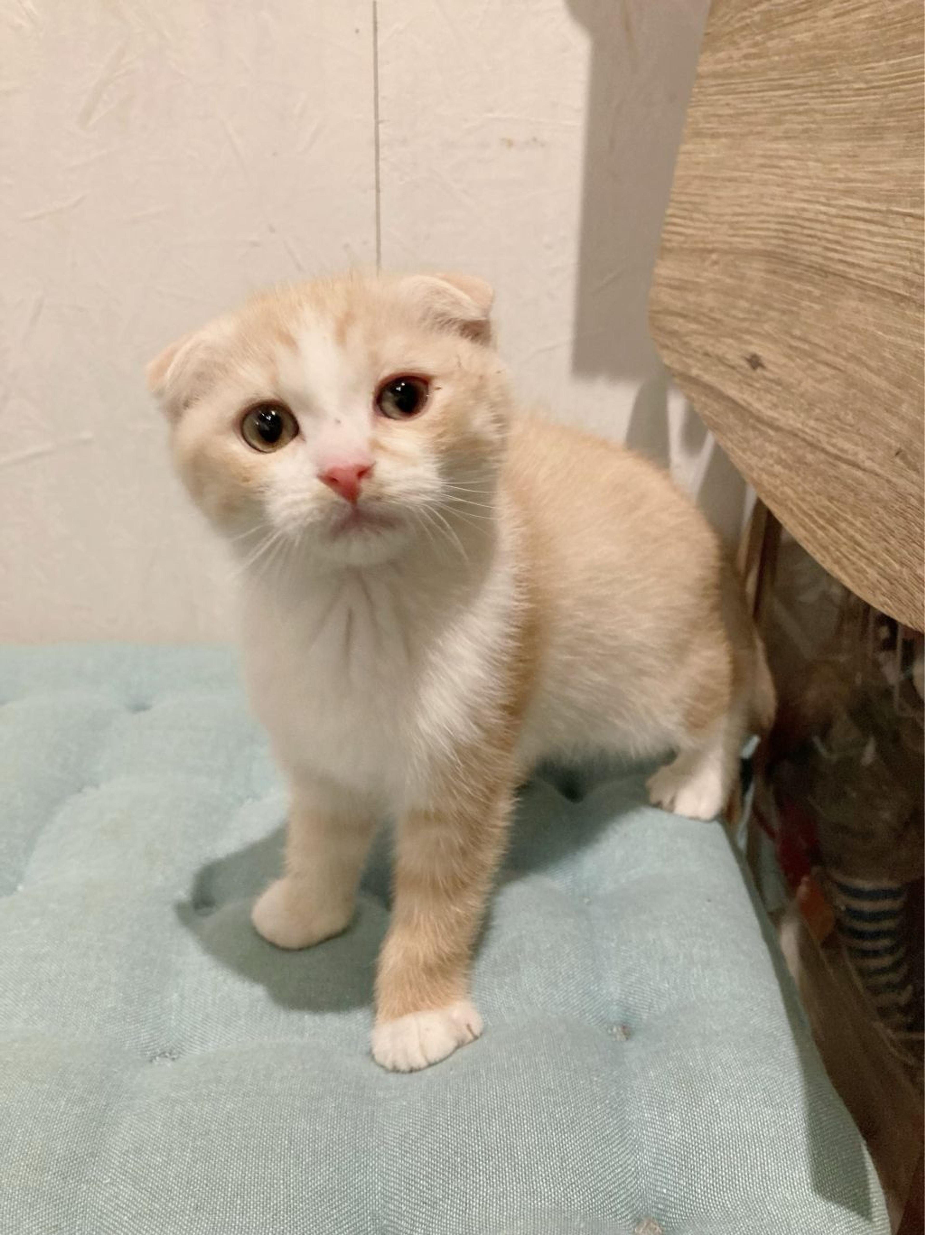 pet-image-4