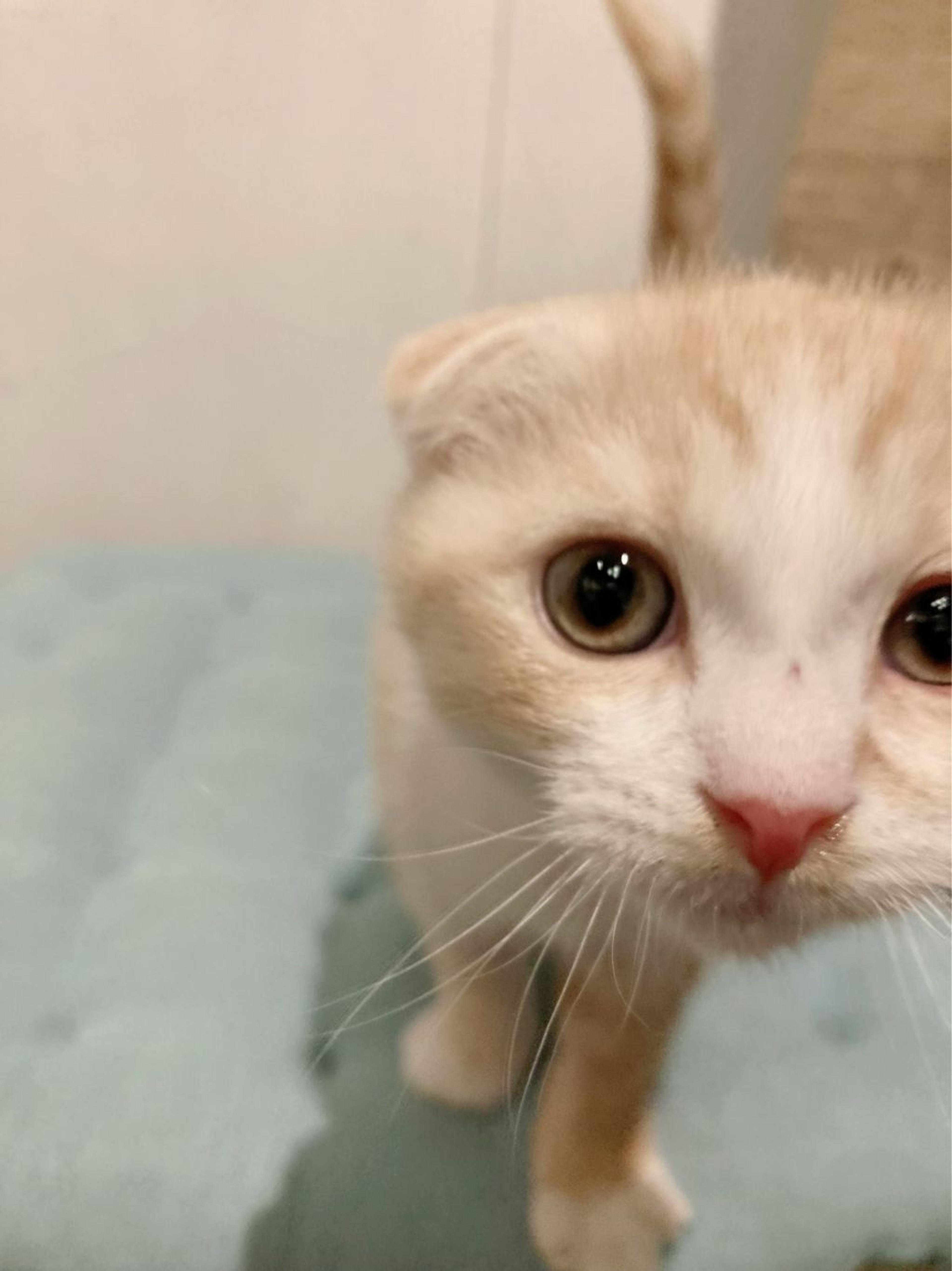 pet-image-5