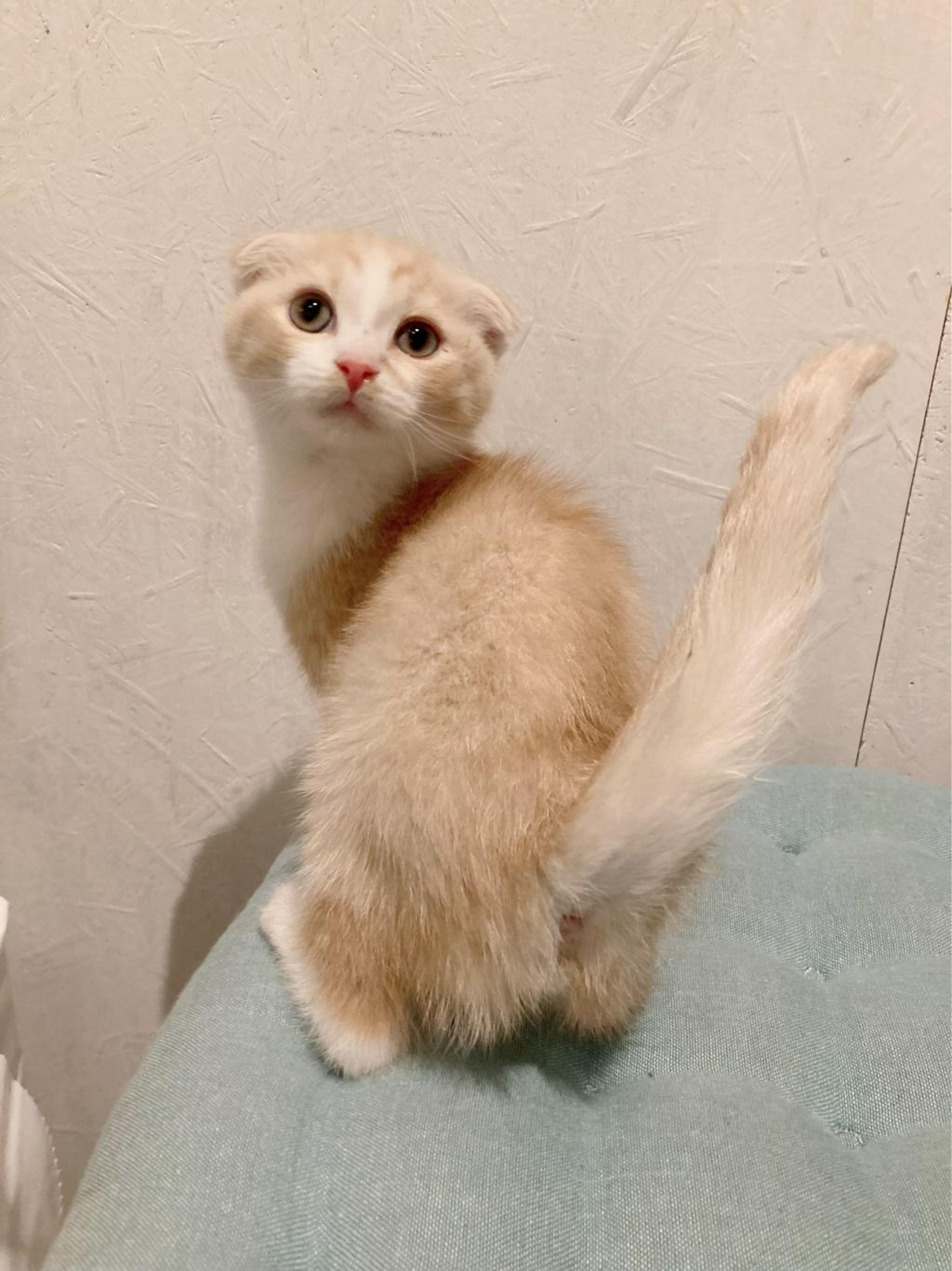 pet-image-6