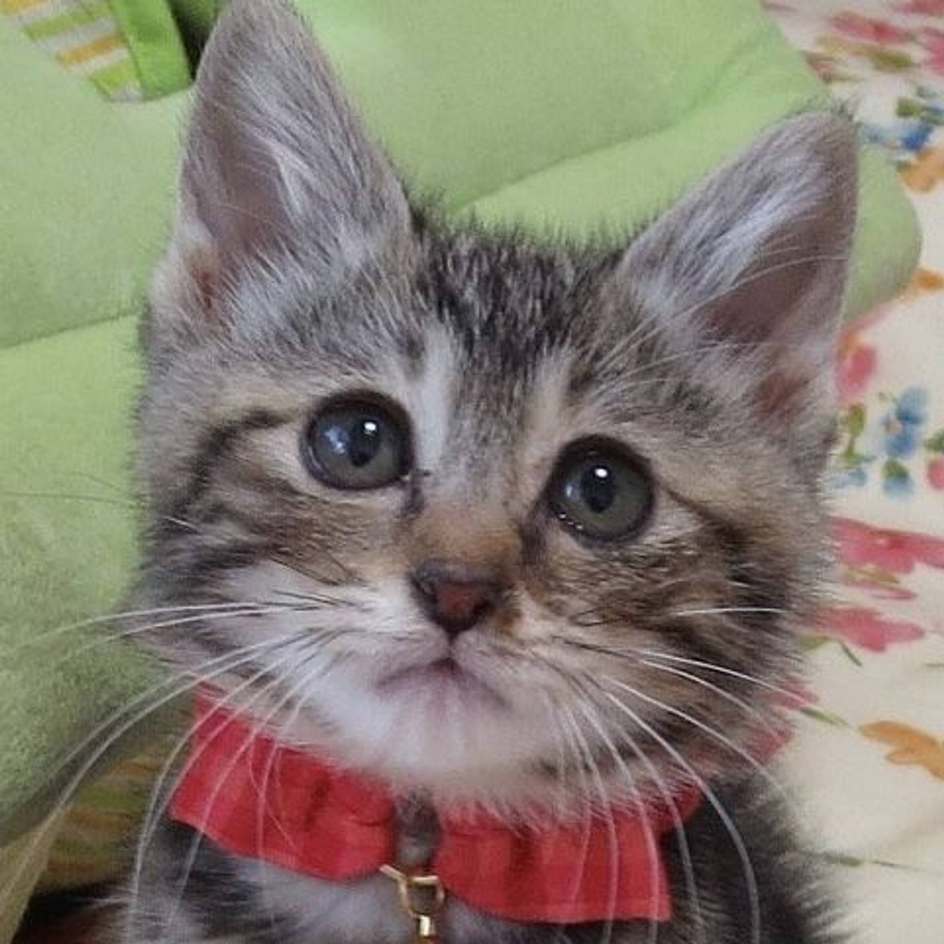 雑種（ミックス猫）・メスの里親募集の写真