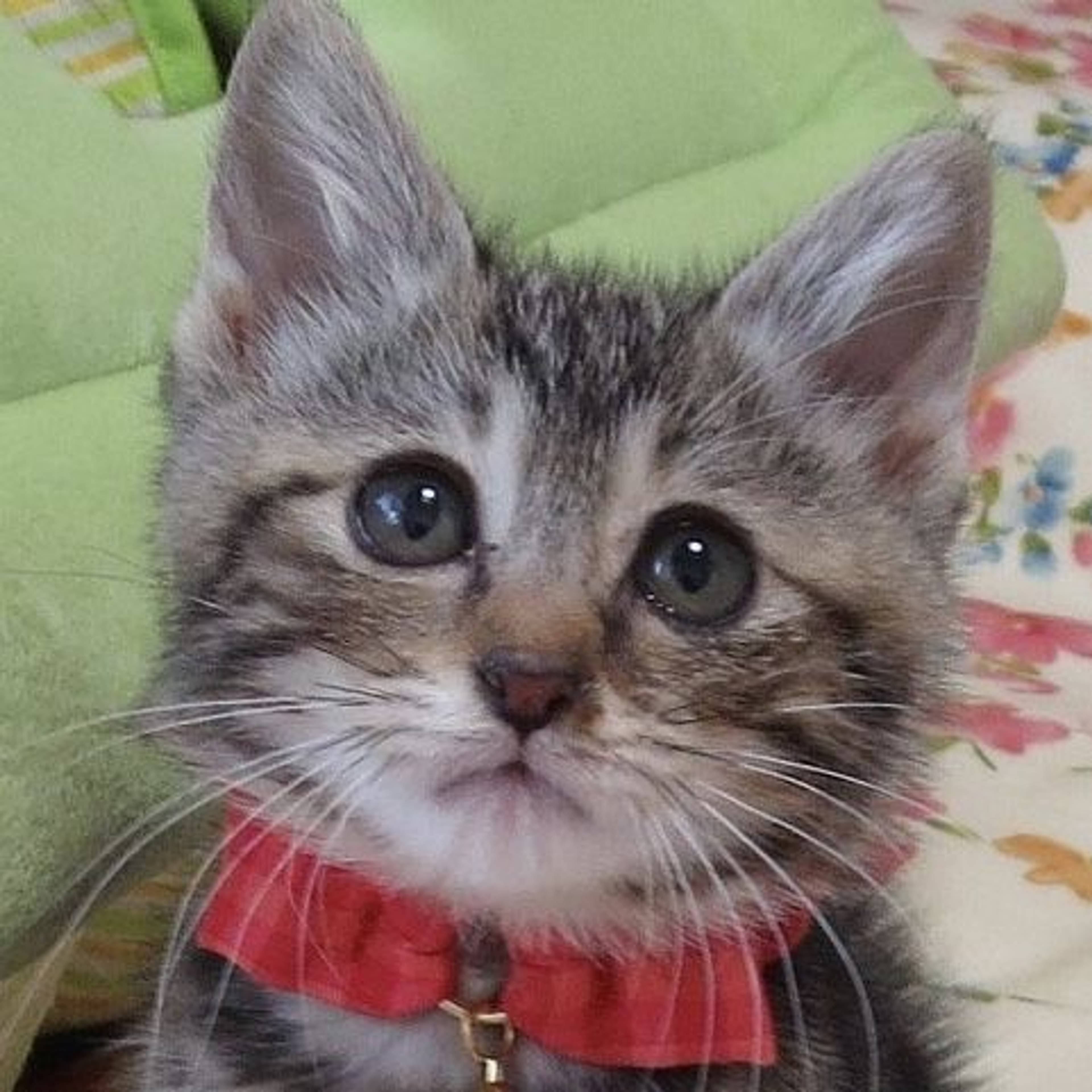 雑種（ミックス猫）・メスの里親募集の写真