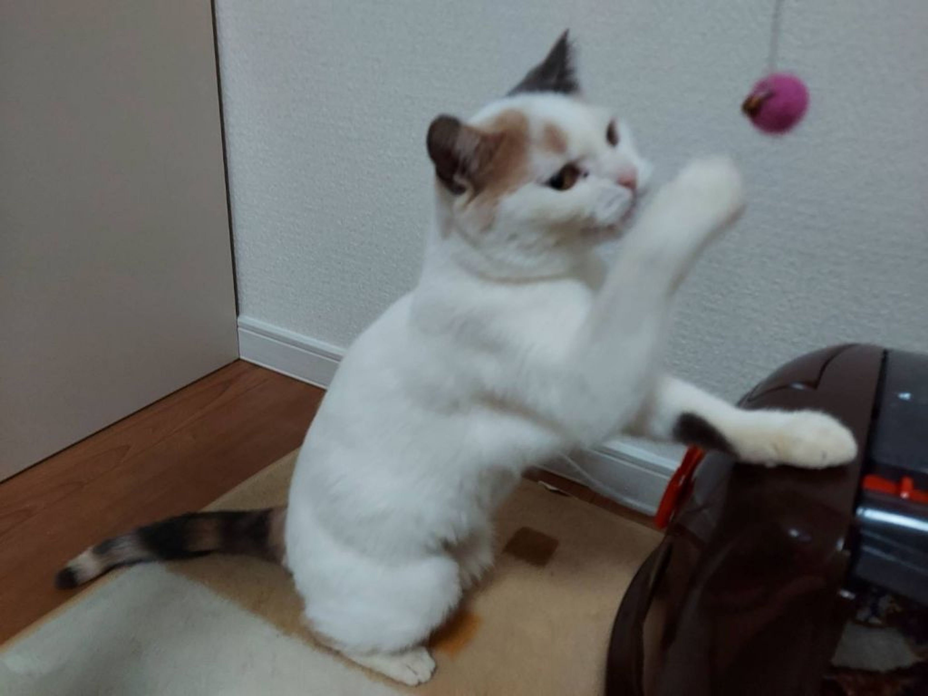 pet-image-2