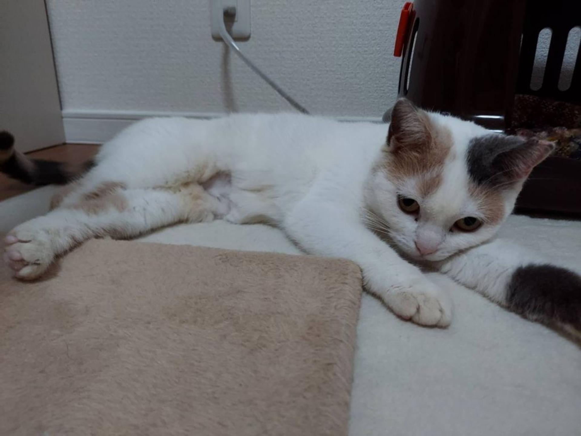 pet-image-3