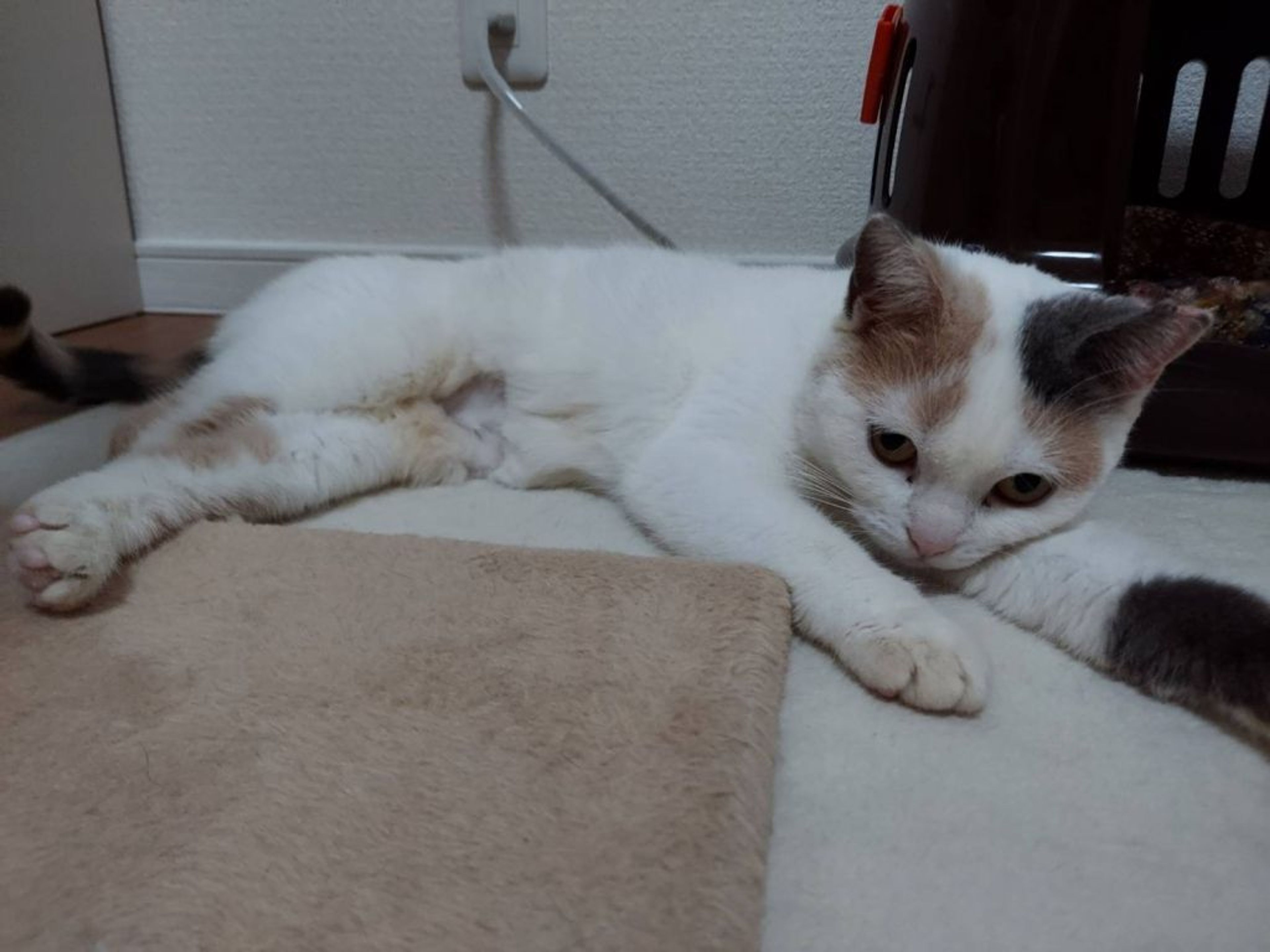 pet-image-3