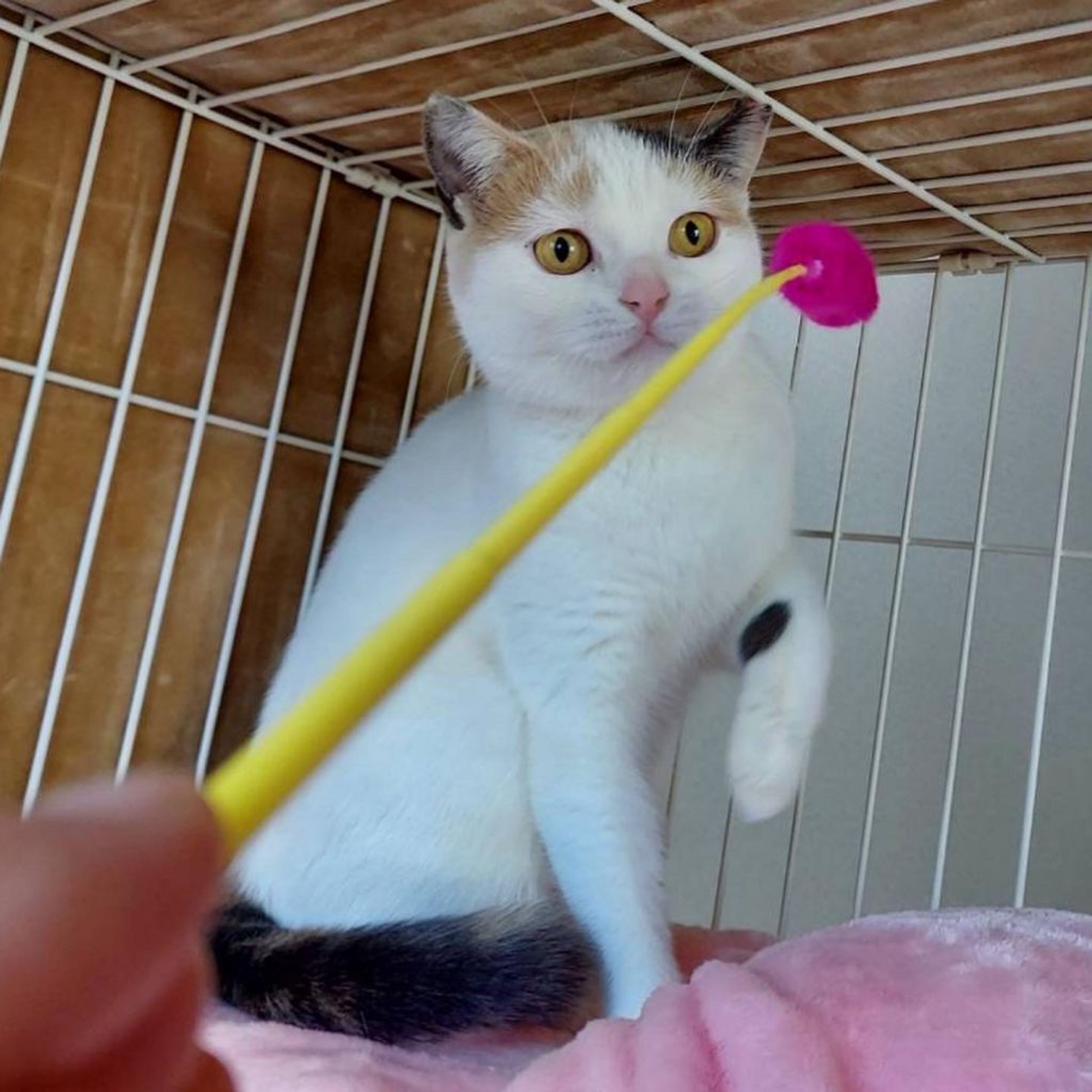 pet-image-4