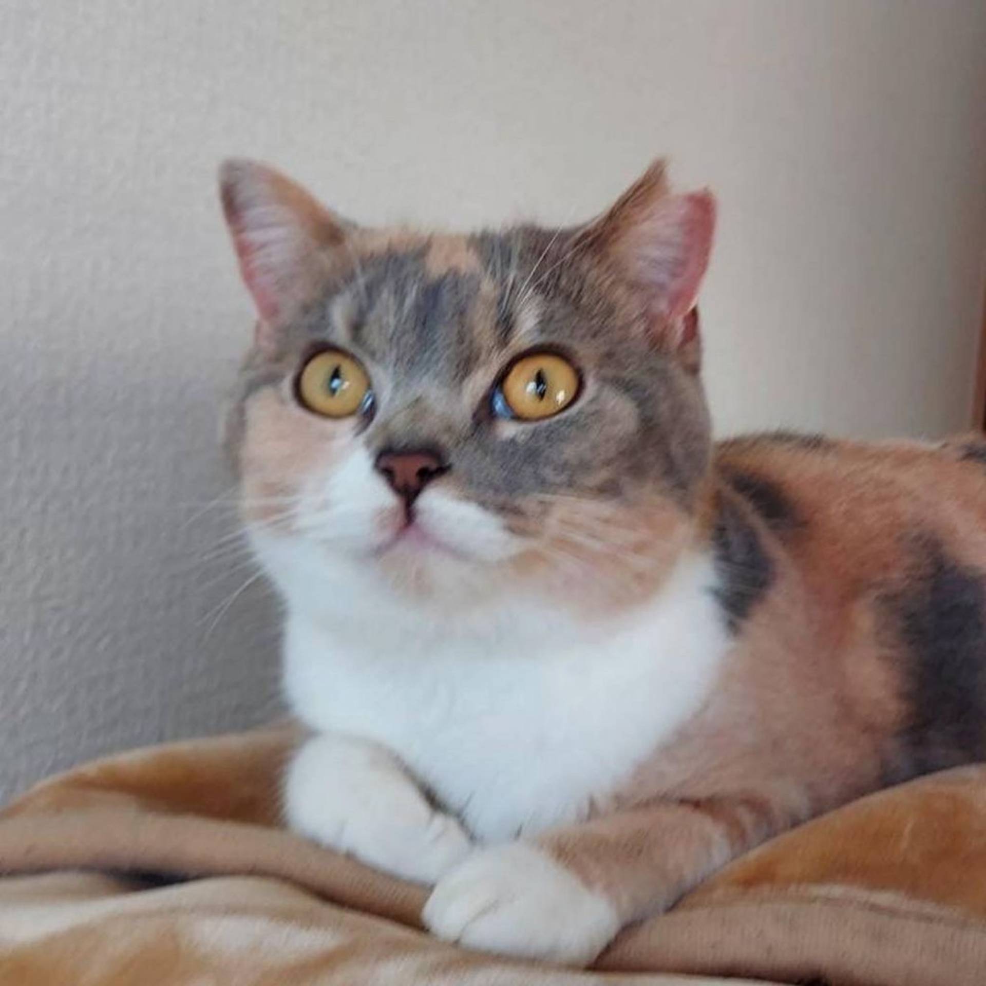 スコティッシュフォールド・メスの里親募集の写真