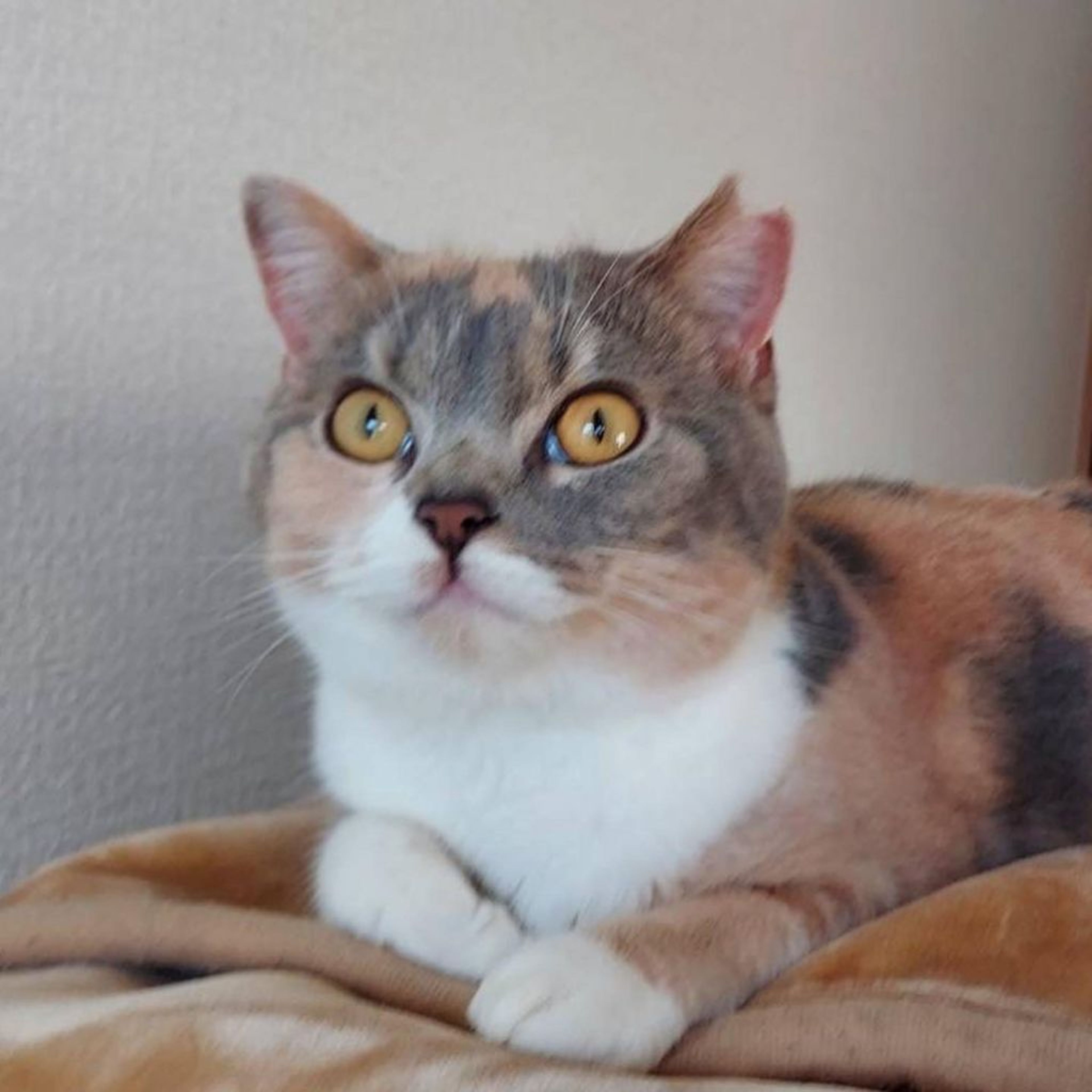 スコティッシュフォールド・メスの里親募集の写真