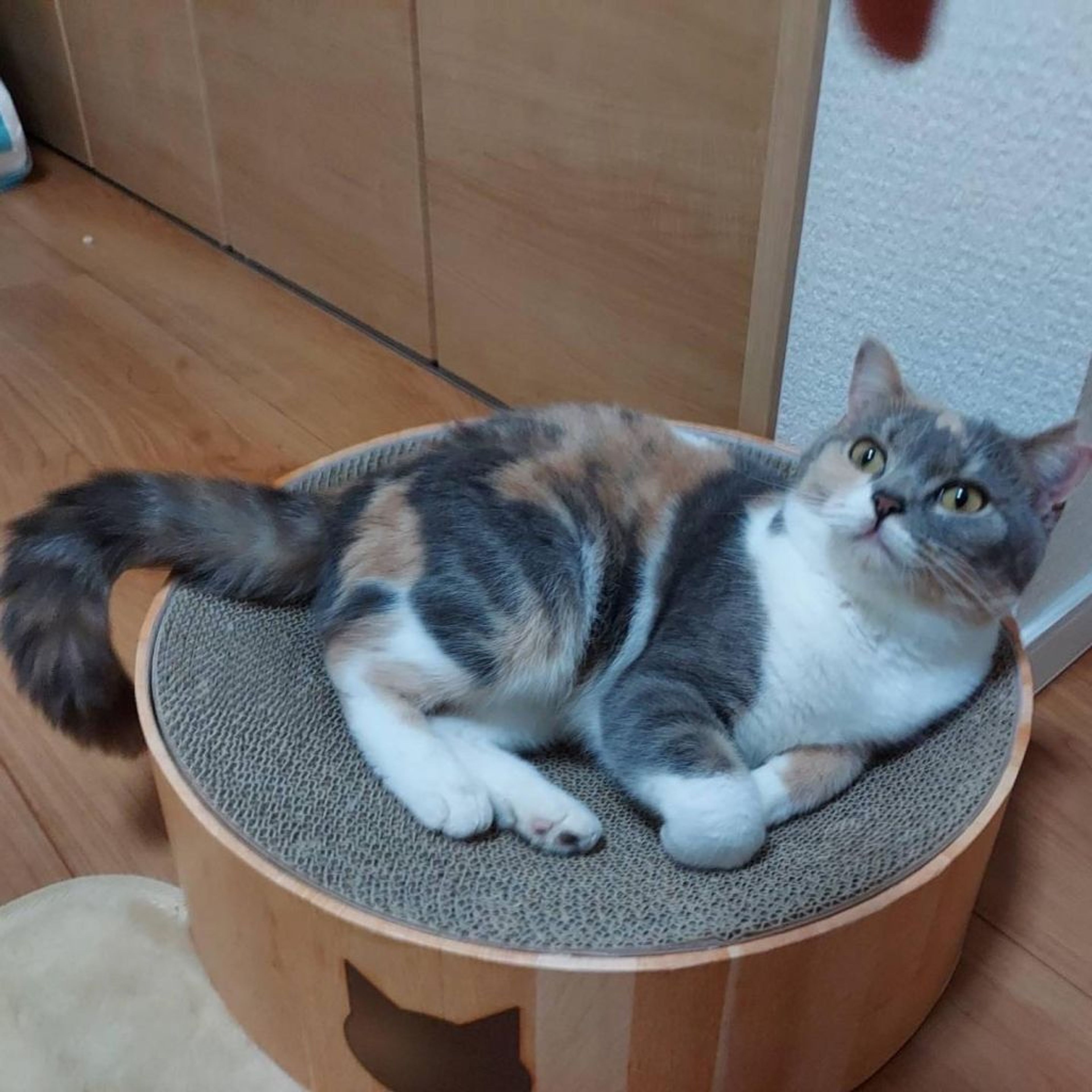 pet-image-3