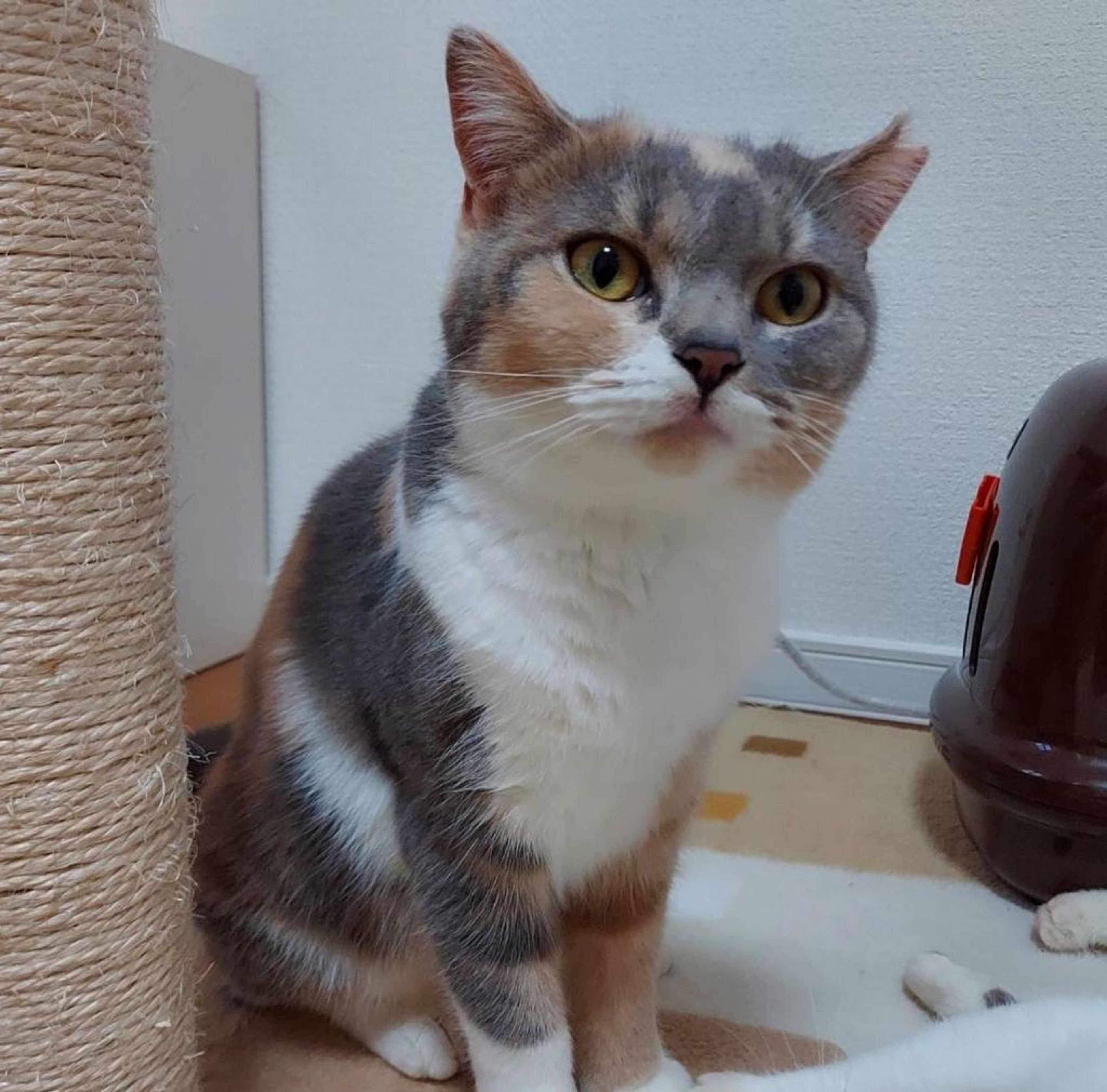 pet-image-4