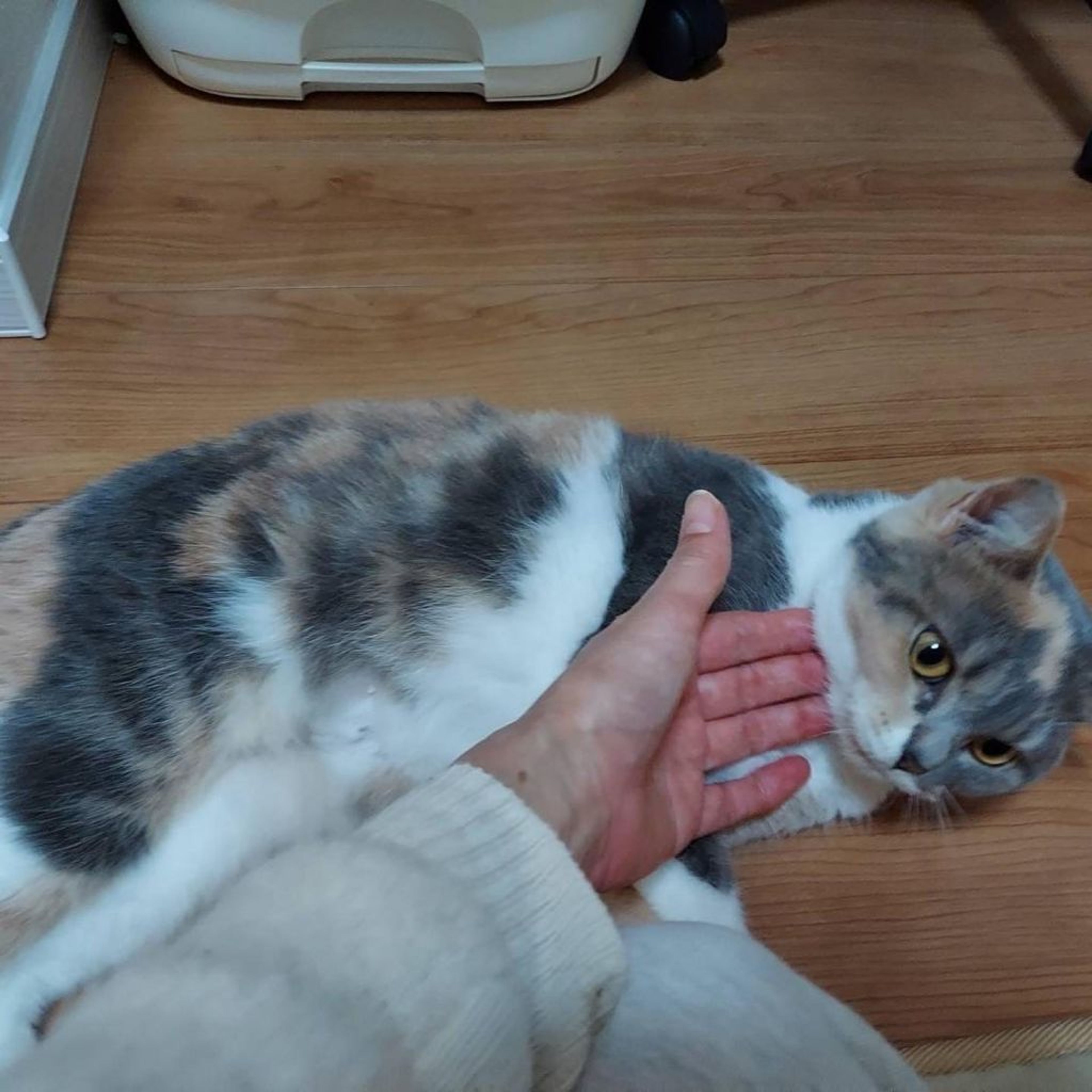 pet-image-5