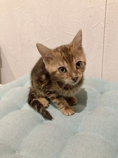 ちゃんこの写真