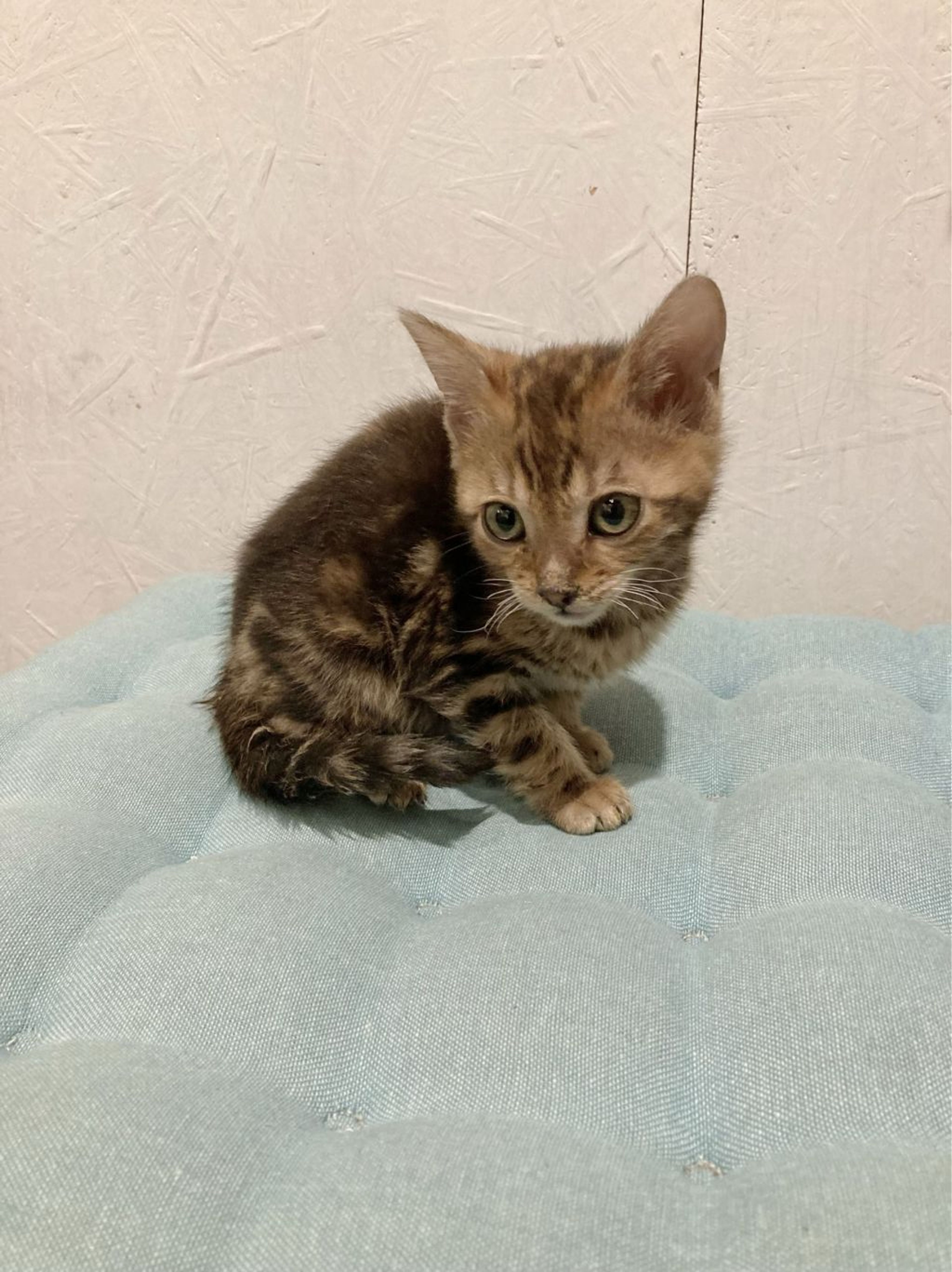 pet-image-3