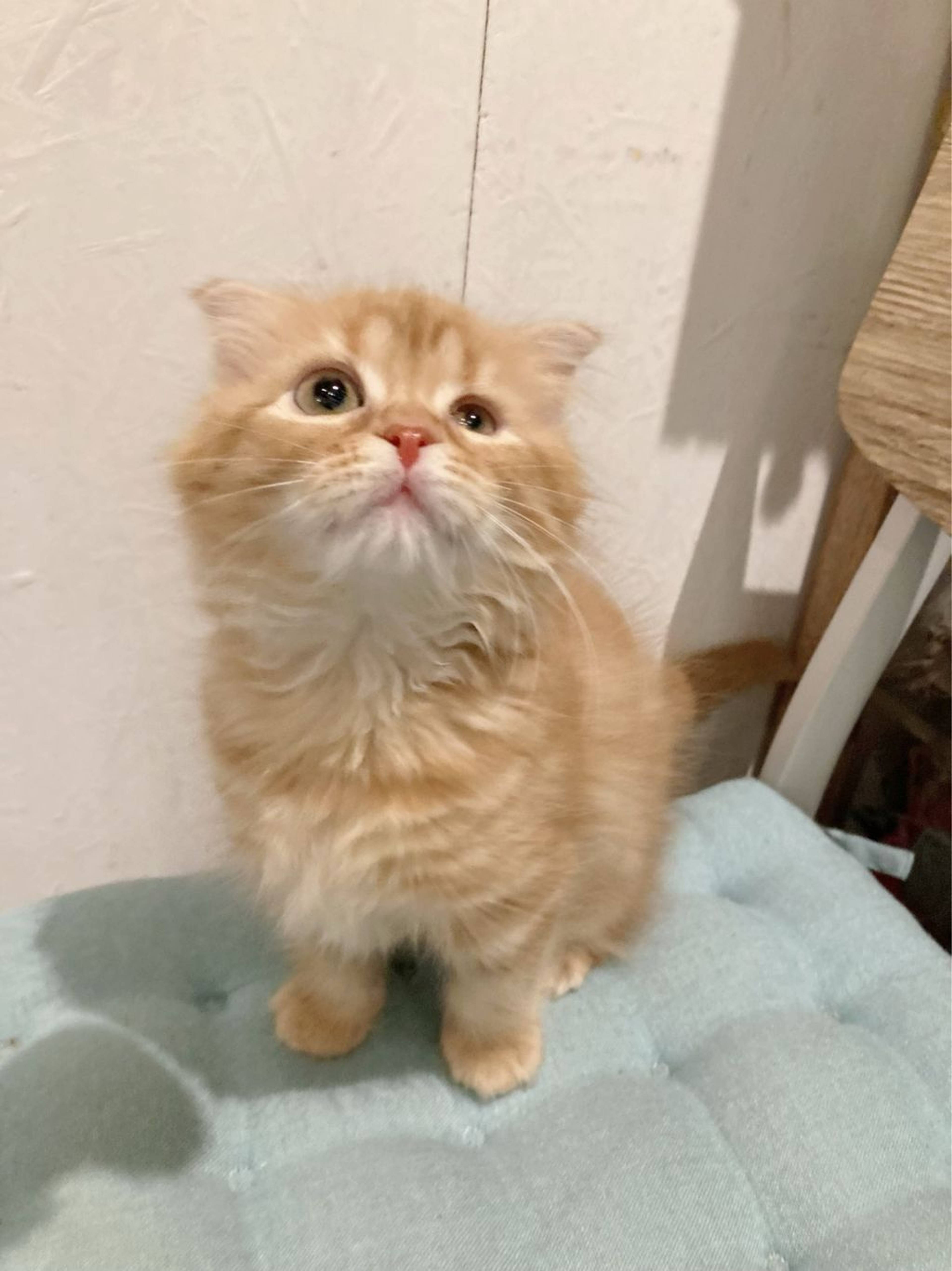 スコティッシュフォールド・メスの里親募集の写真