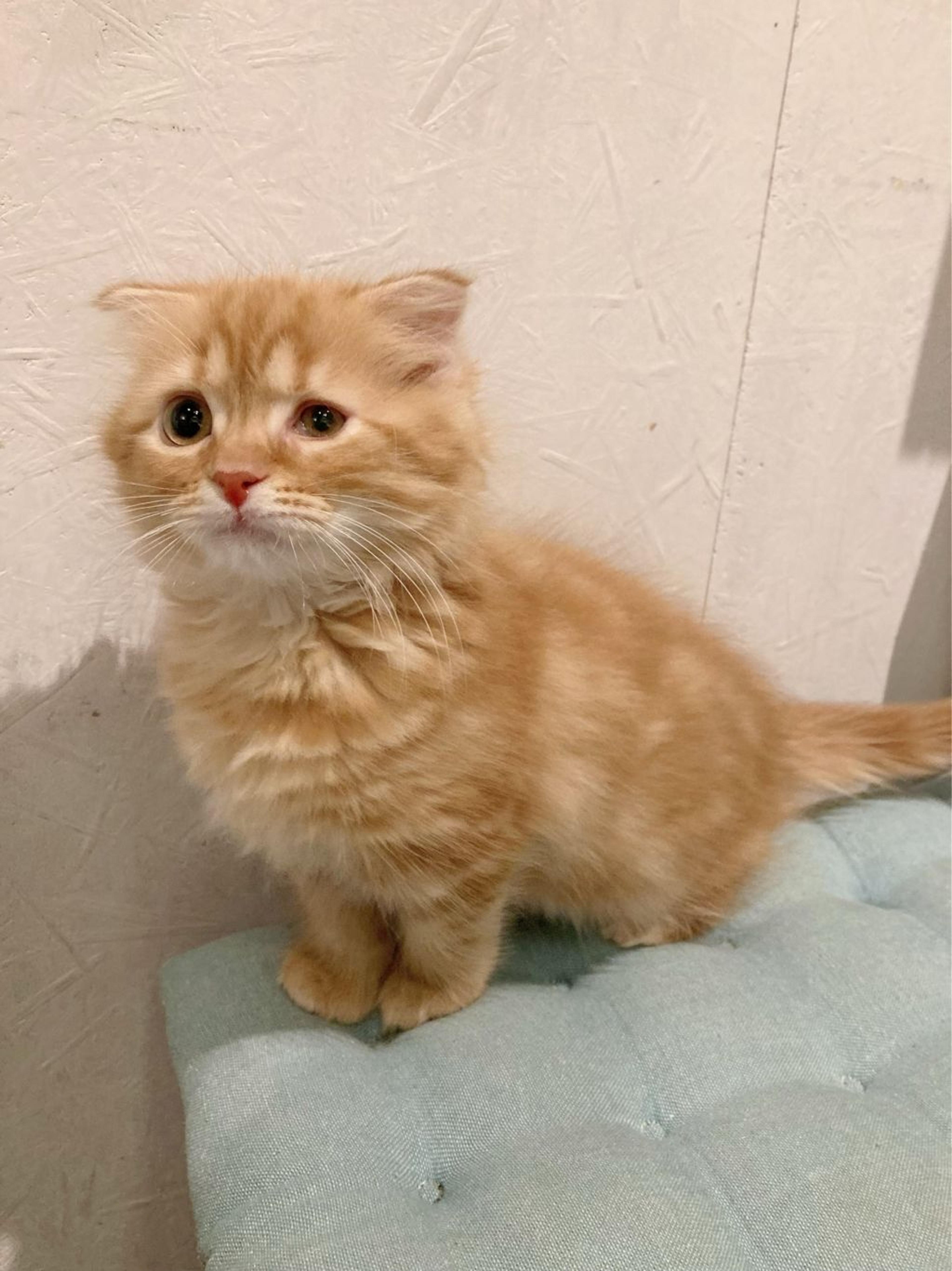 pet-image-3
