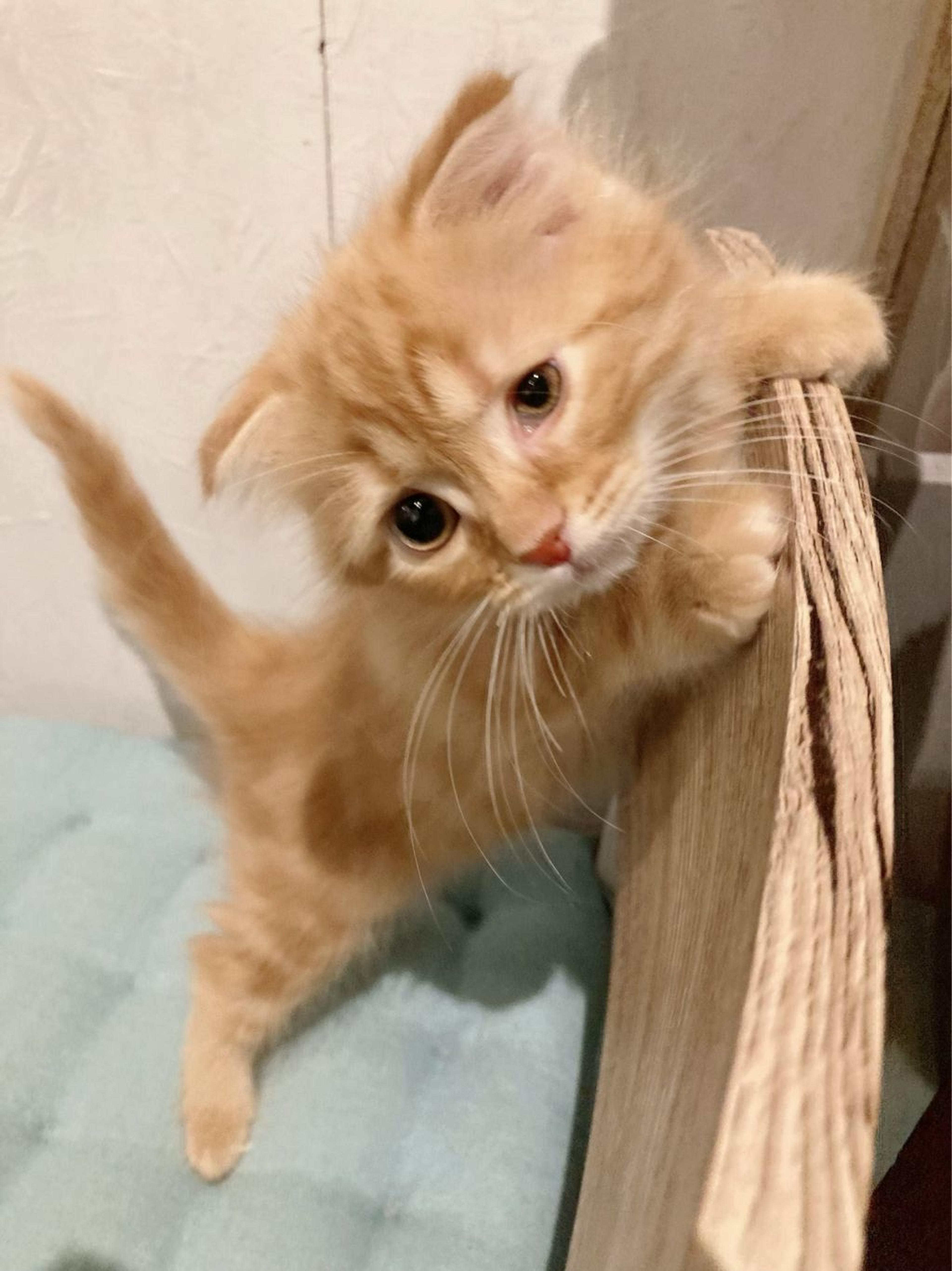 pet-image-4