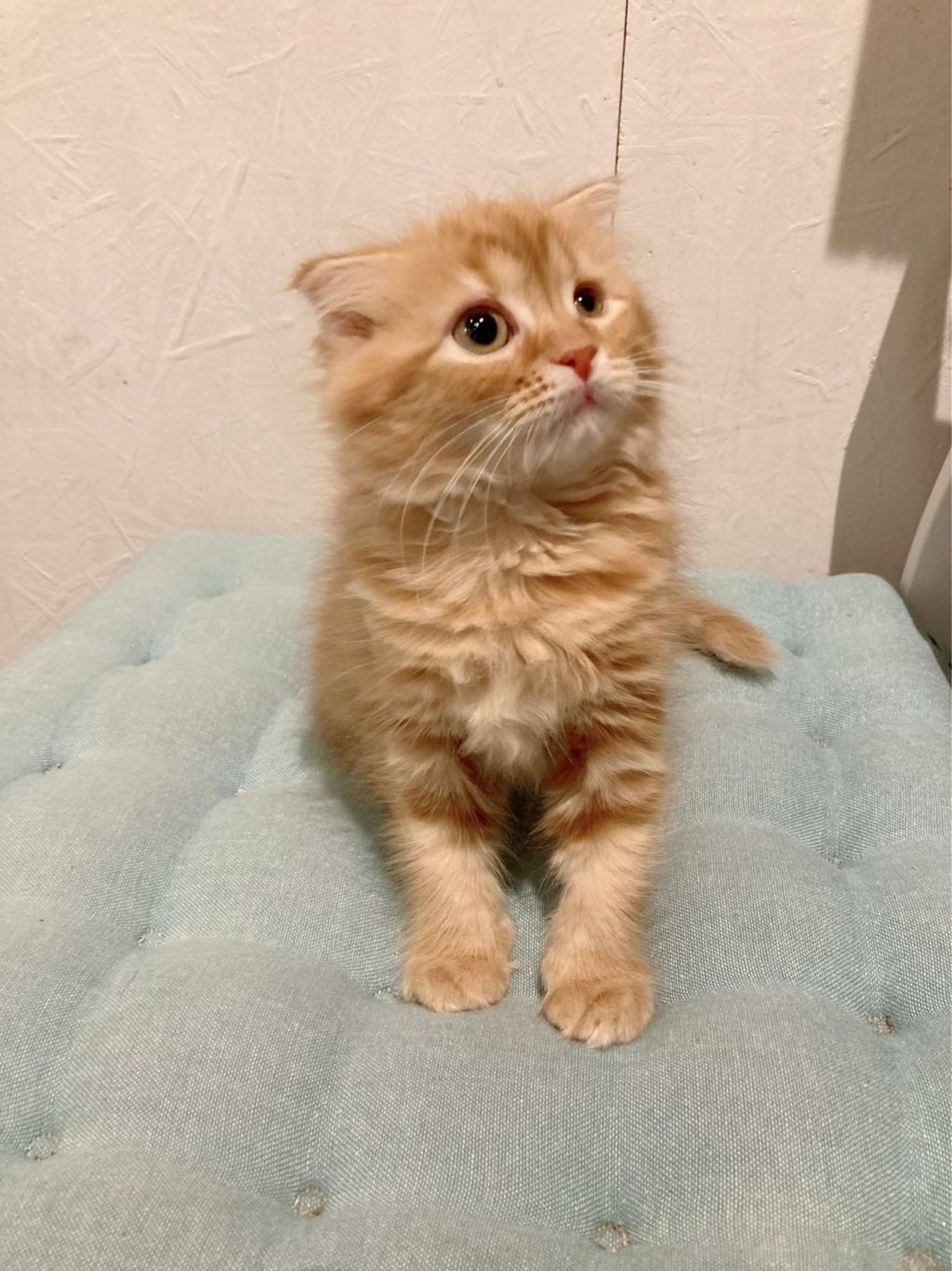 pet-image-5