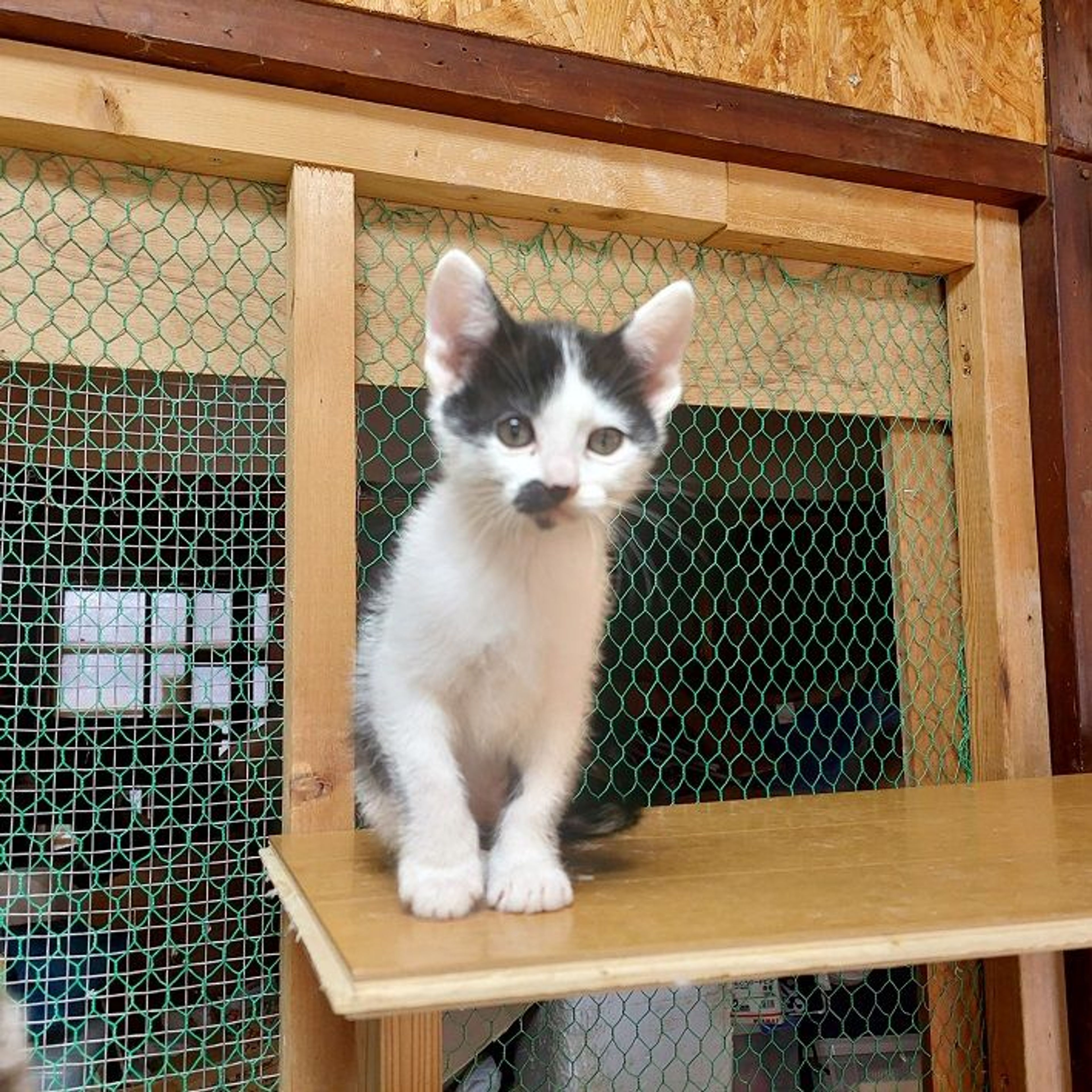 雑種（ミックス猫）・メスの里親募集の写真