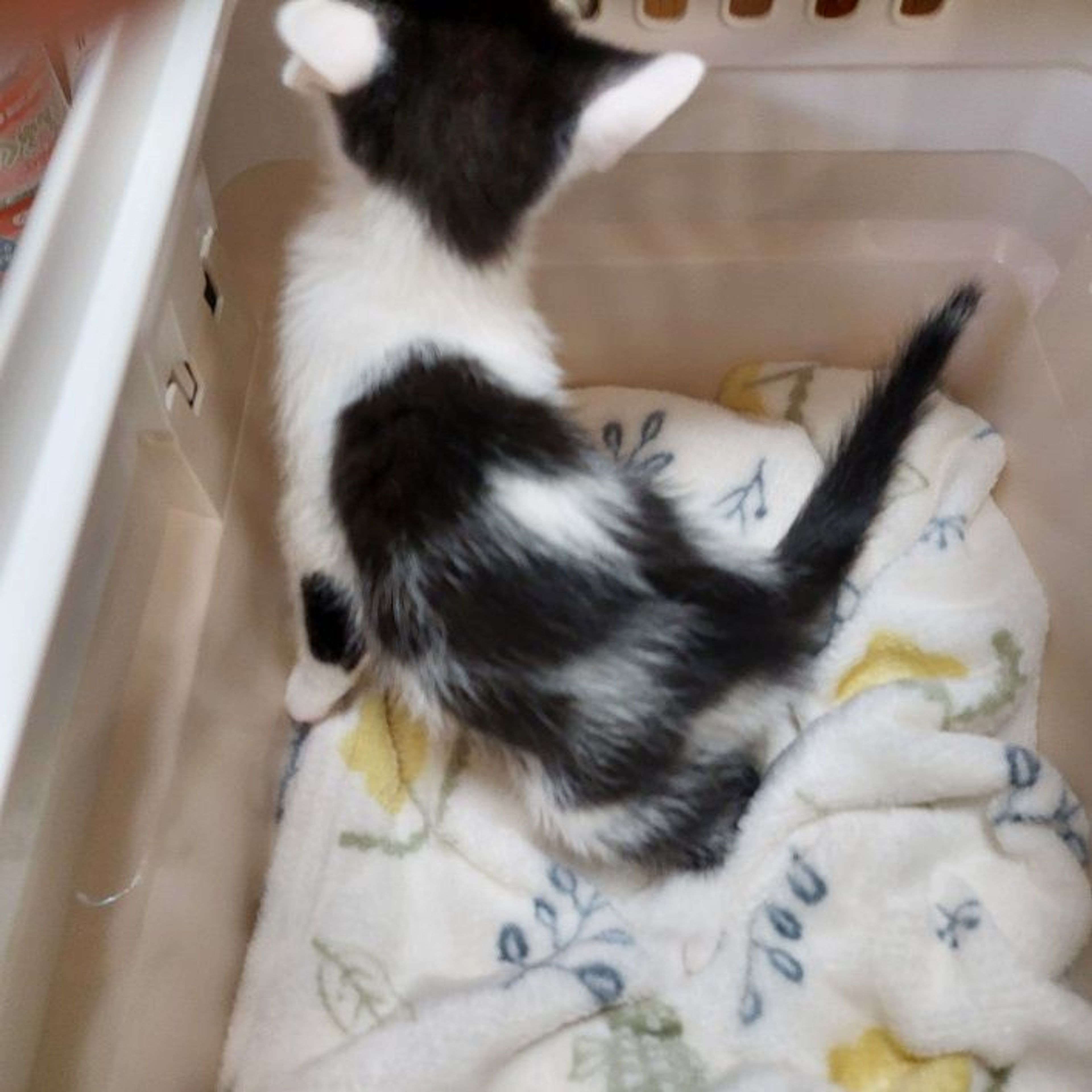 pet-image-3