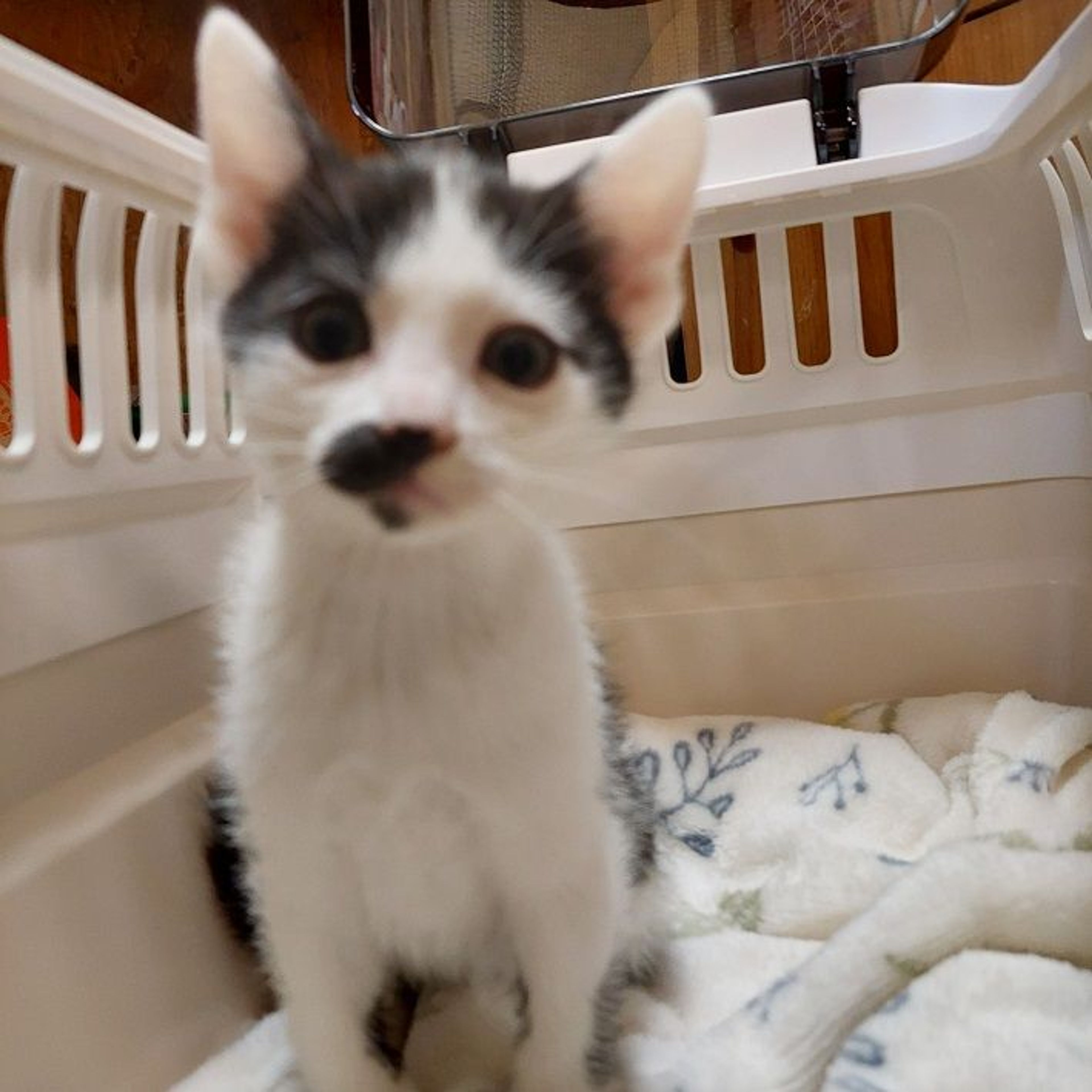 pet-image-4