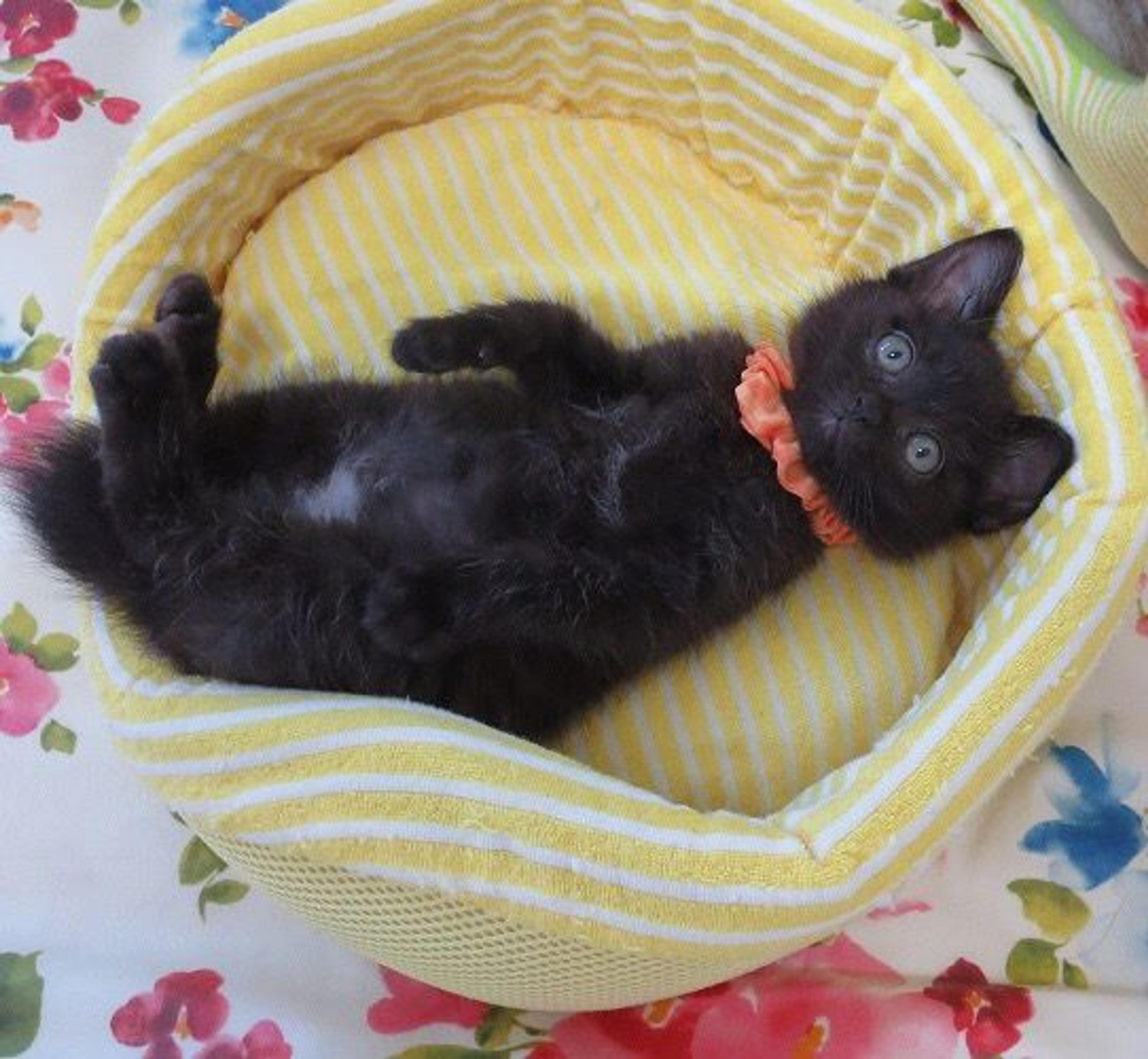 pet-image-2