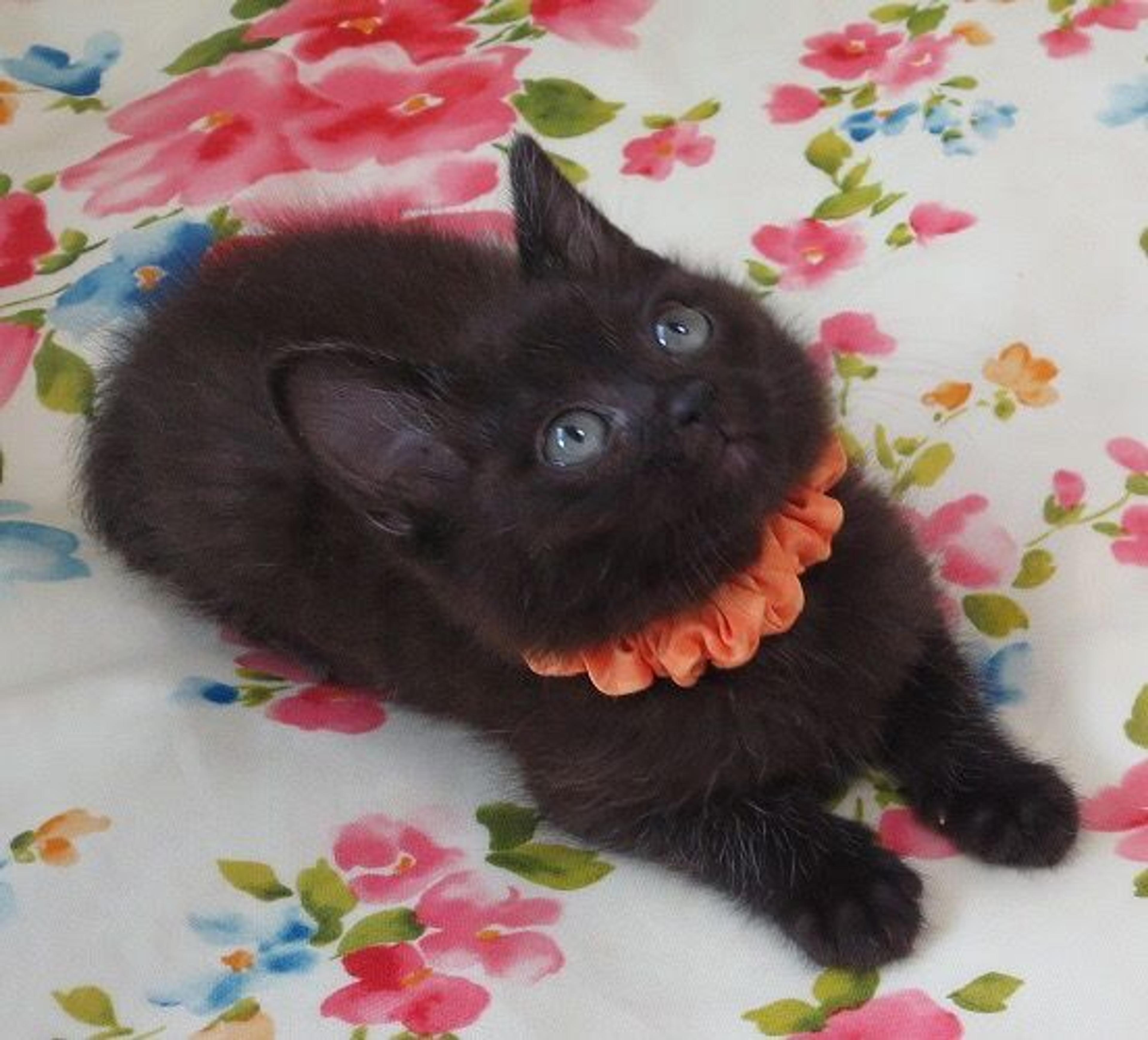 pet-image-3