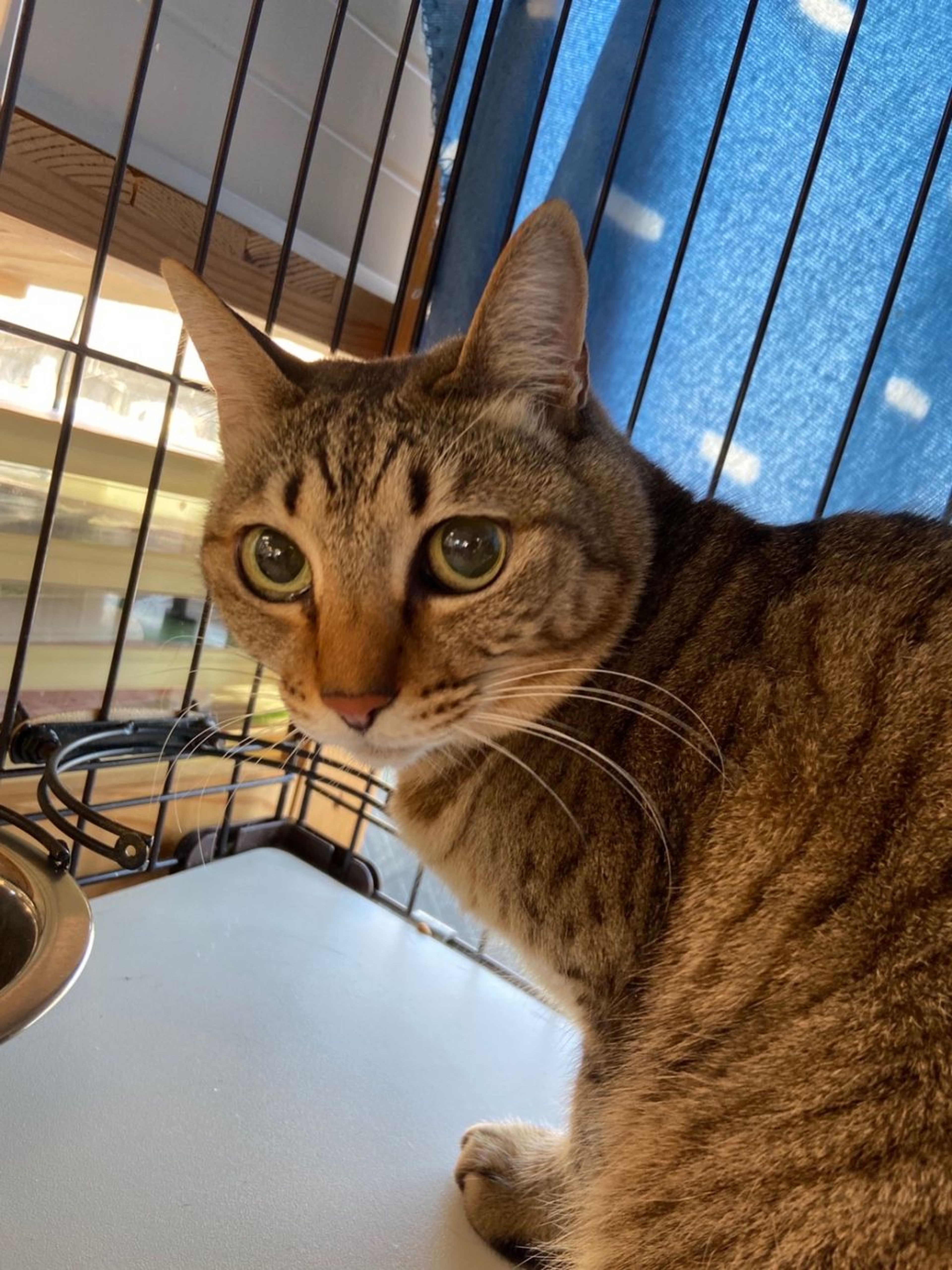 pet-image-5