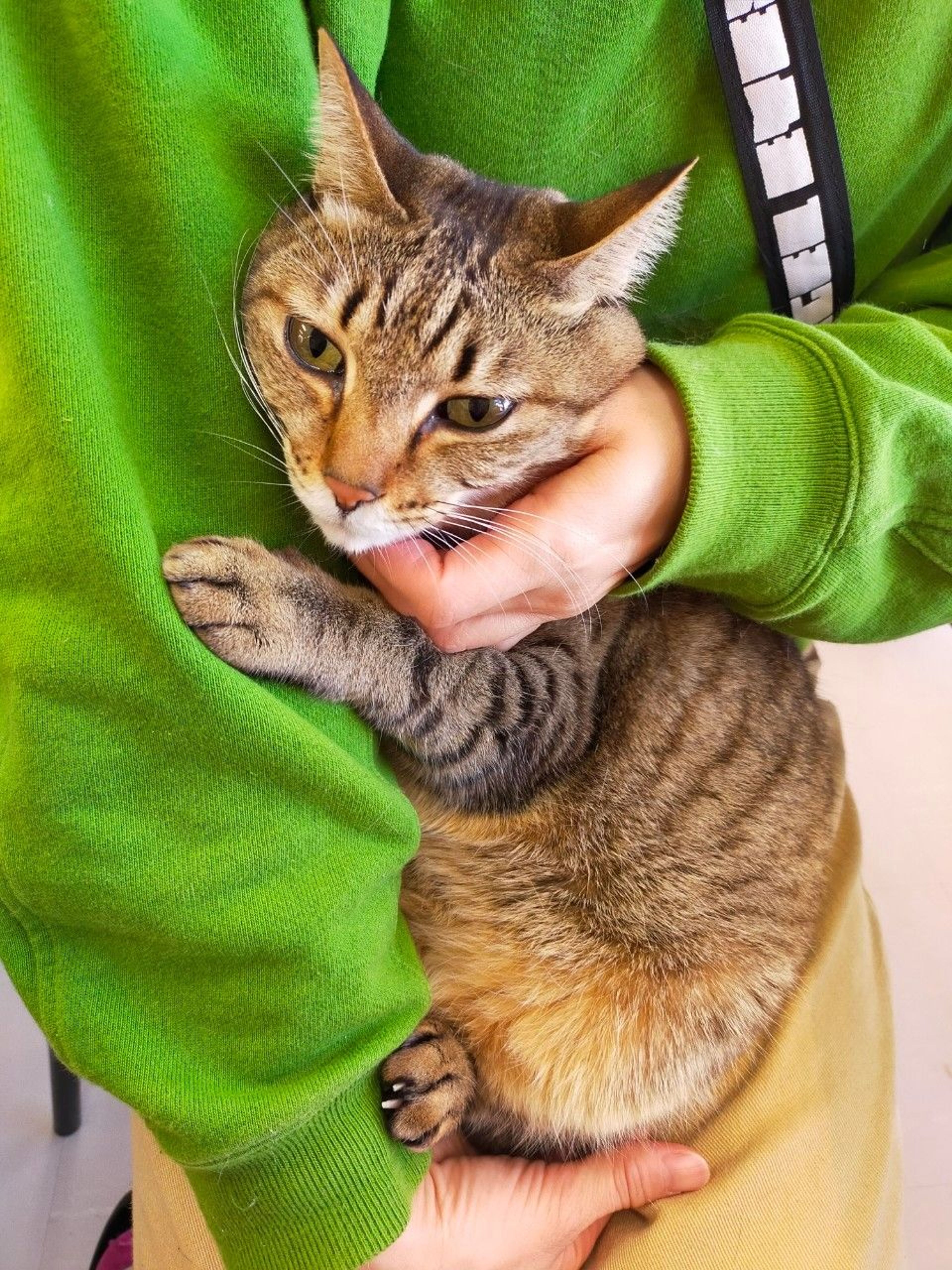 pet-image-2