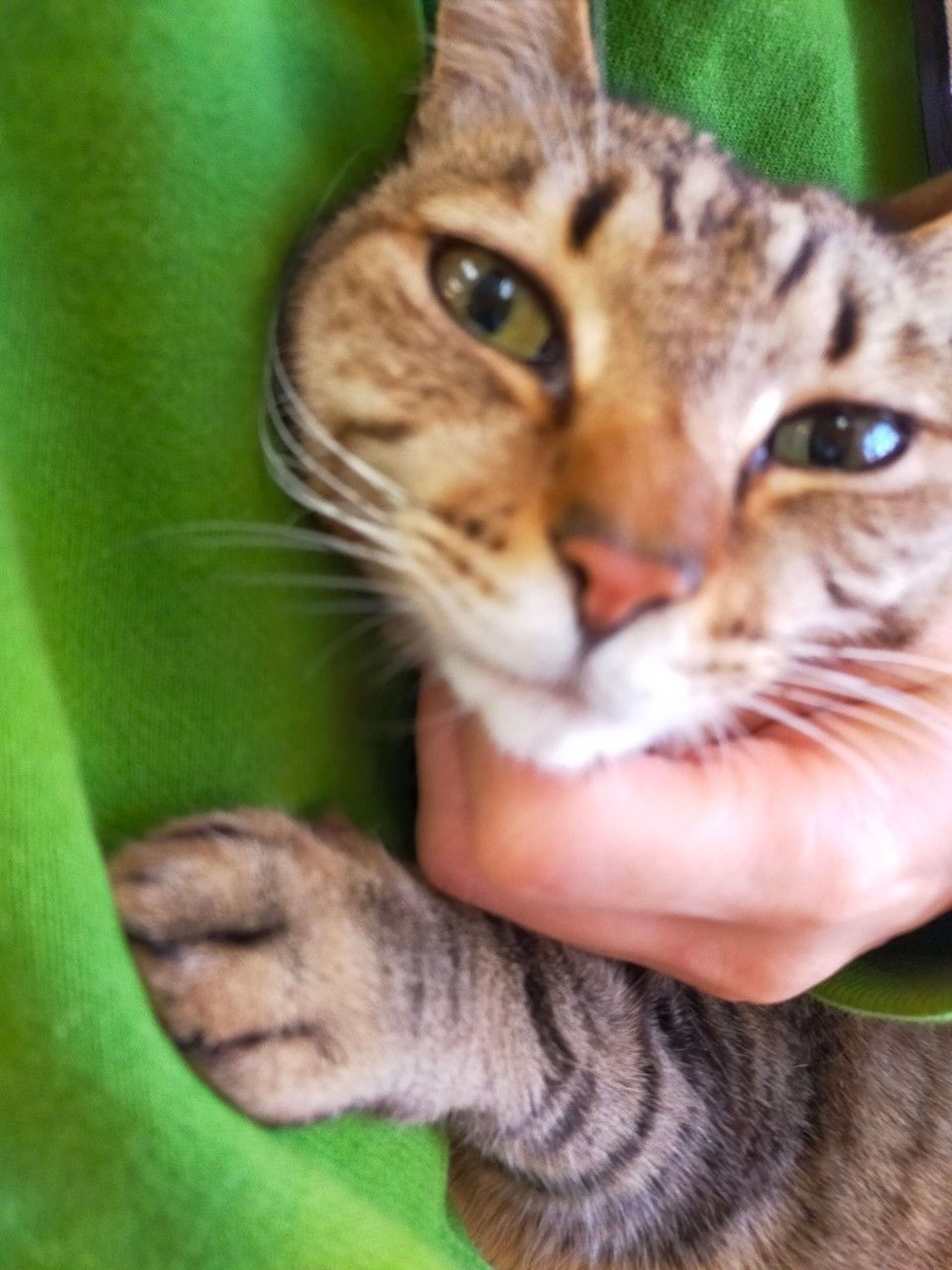pet-image-4