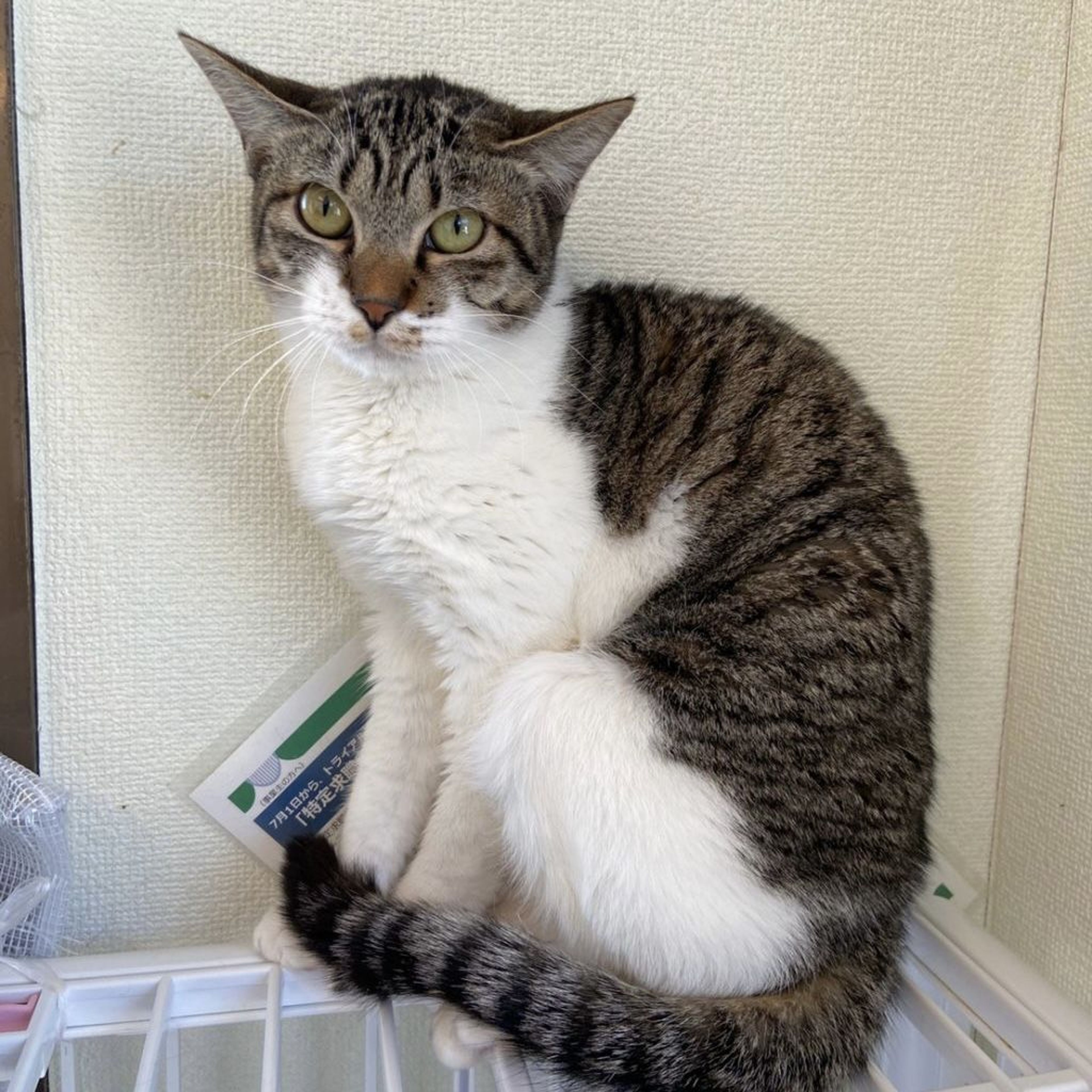 pet-image-3