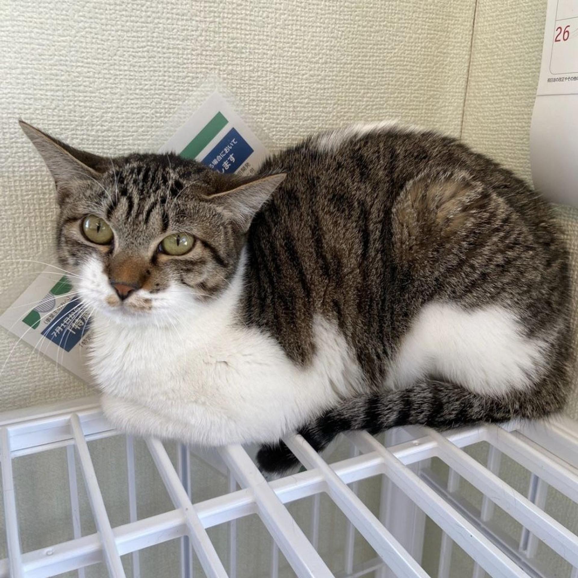 pet-image-5