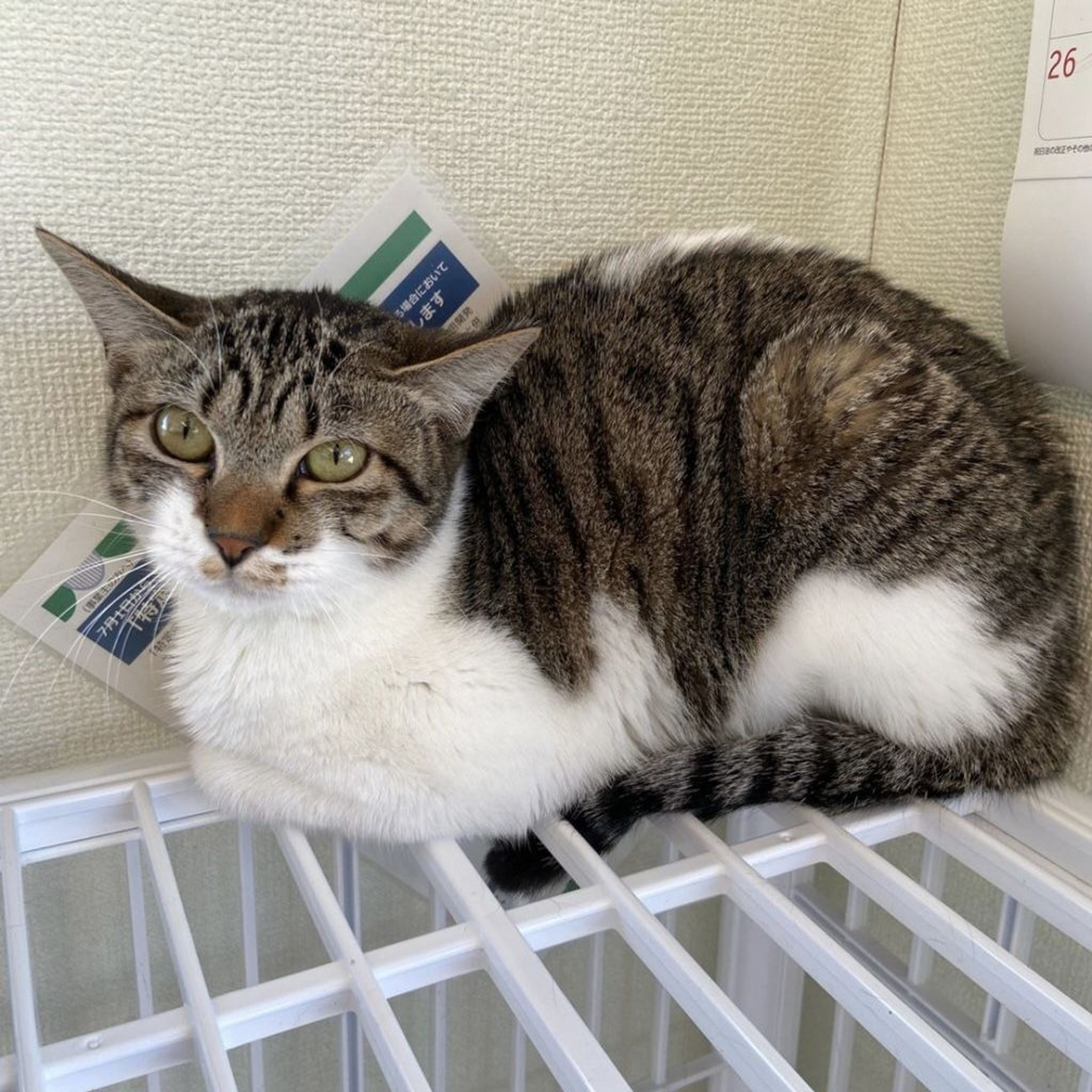 pet-image-5