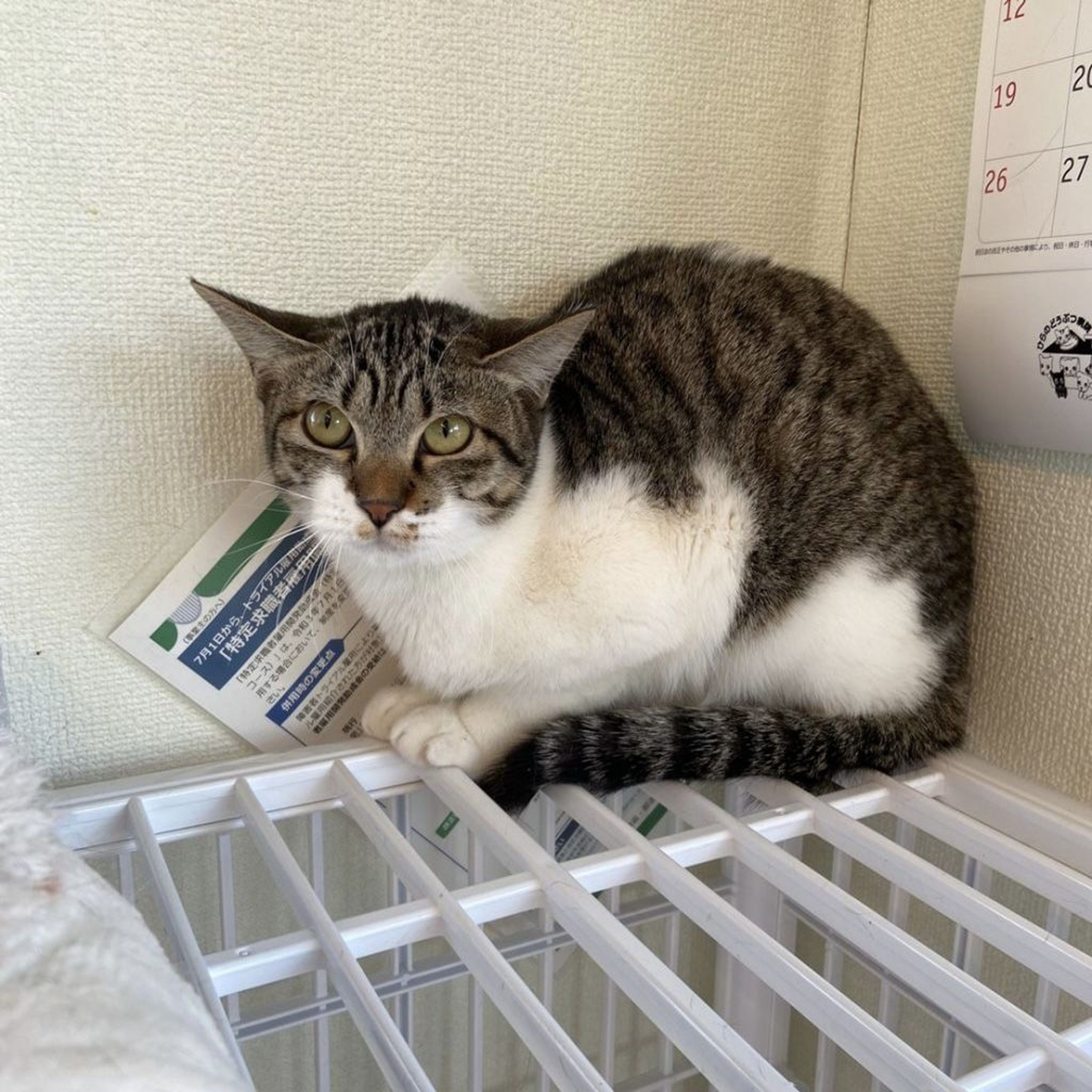 pet-image-7
