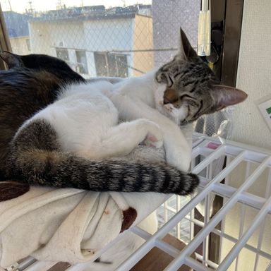 すずの写真