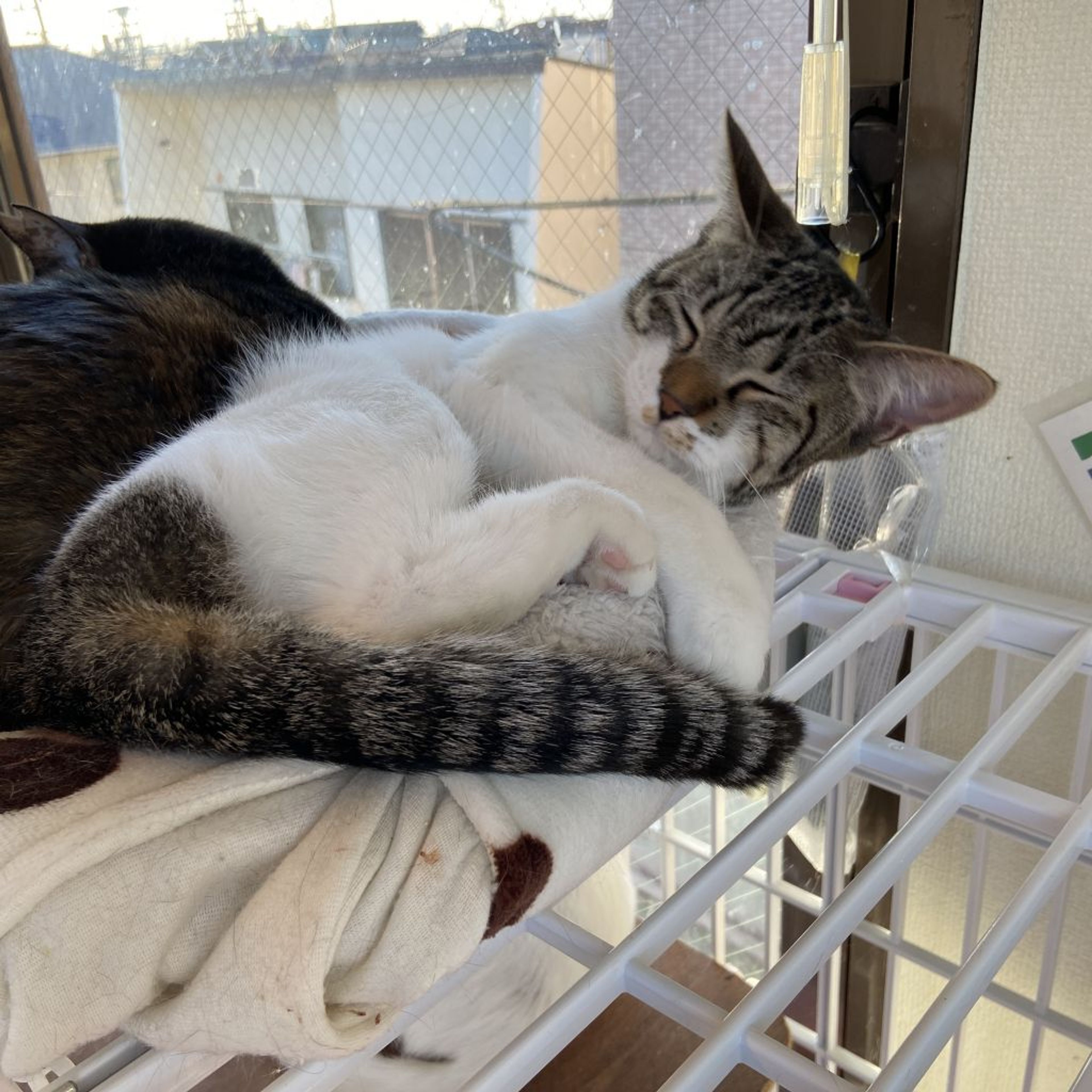 雑種（ミックス猫）・メスの里親募集の写真