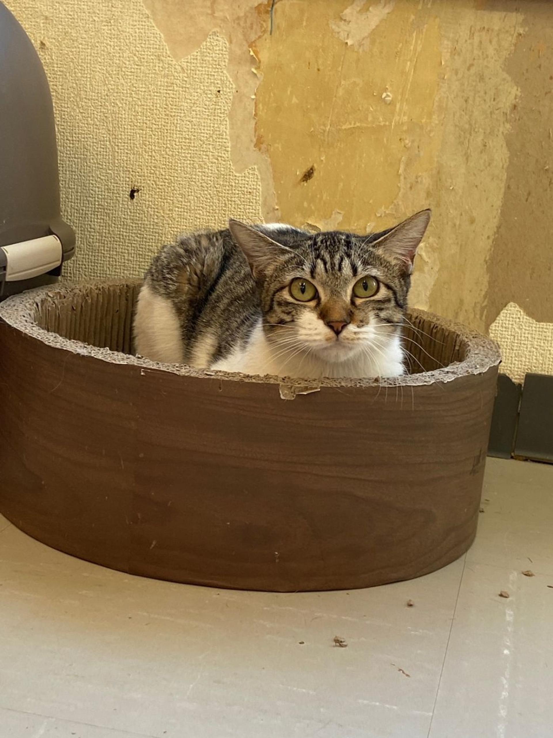 pet-image-4