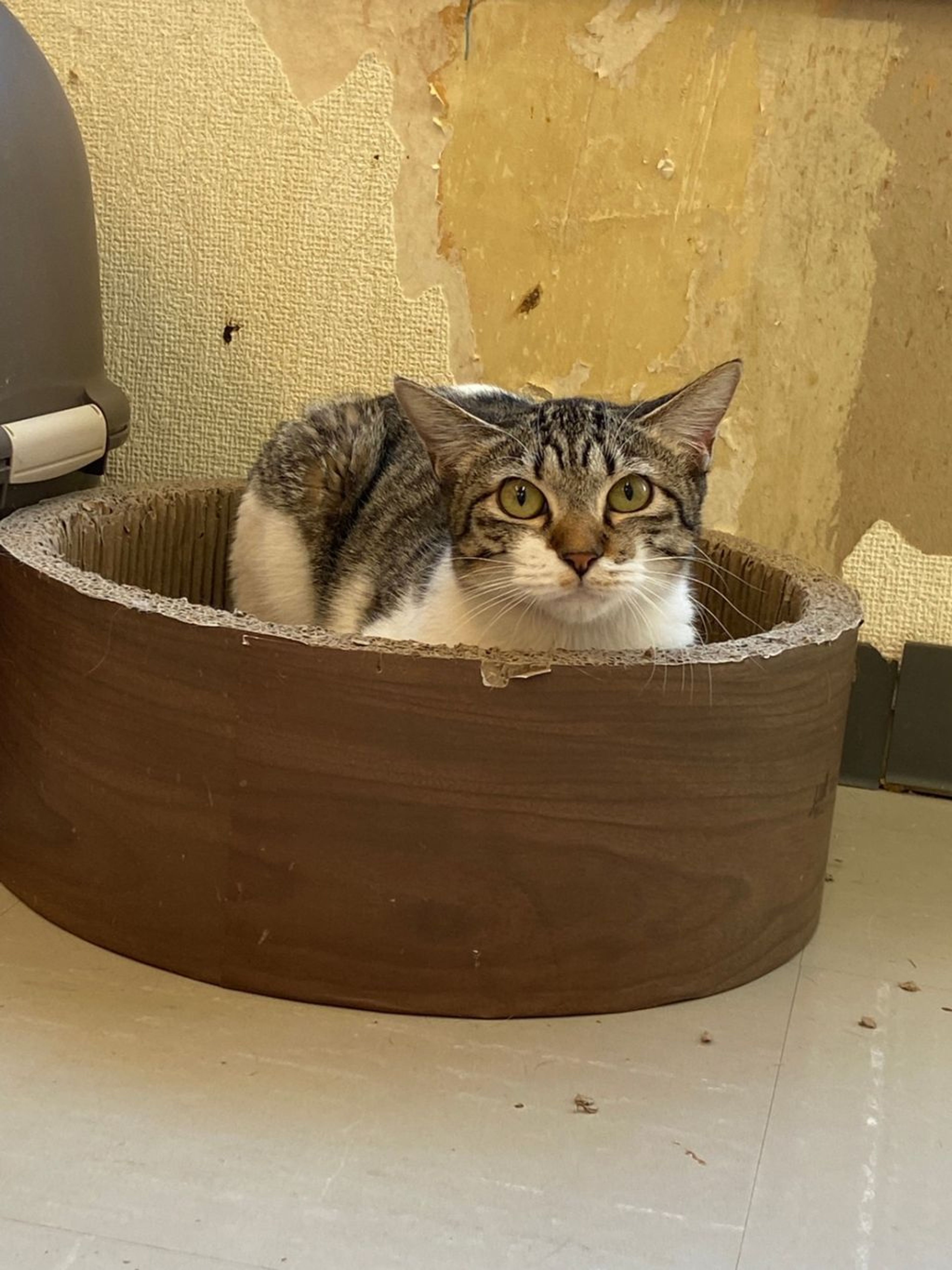 pet-image-4
