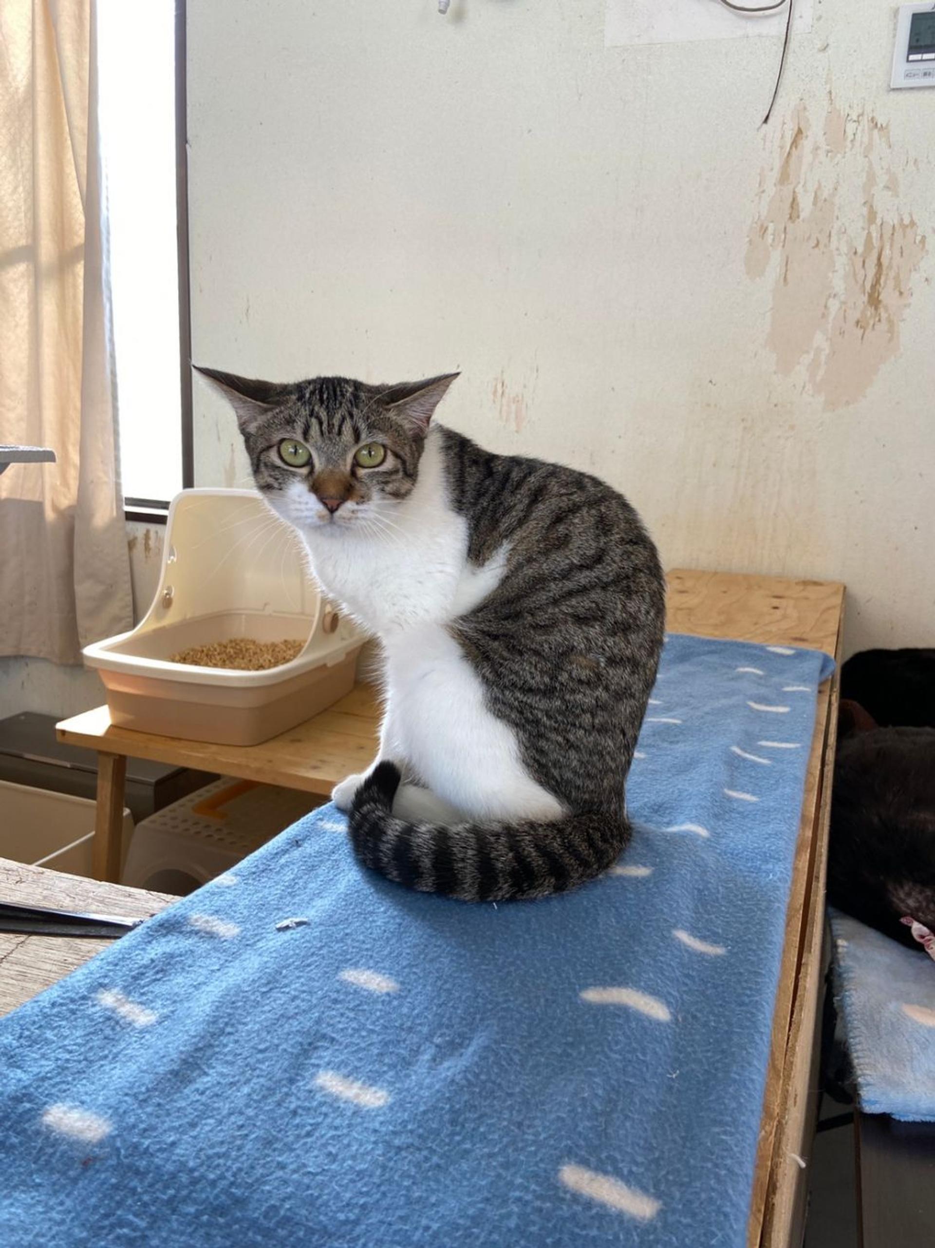 pet-image-6