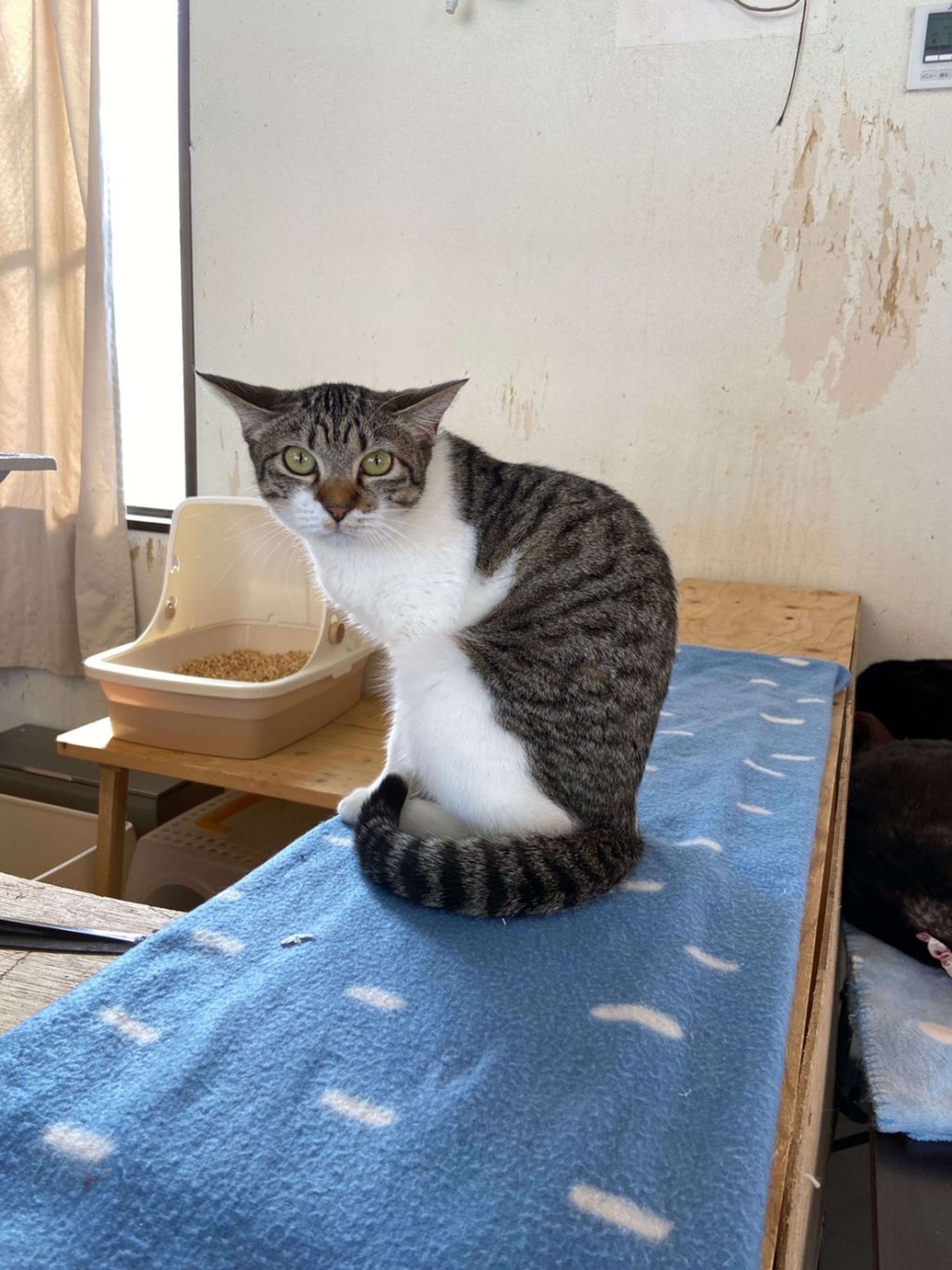 pet-image-6