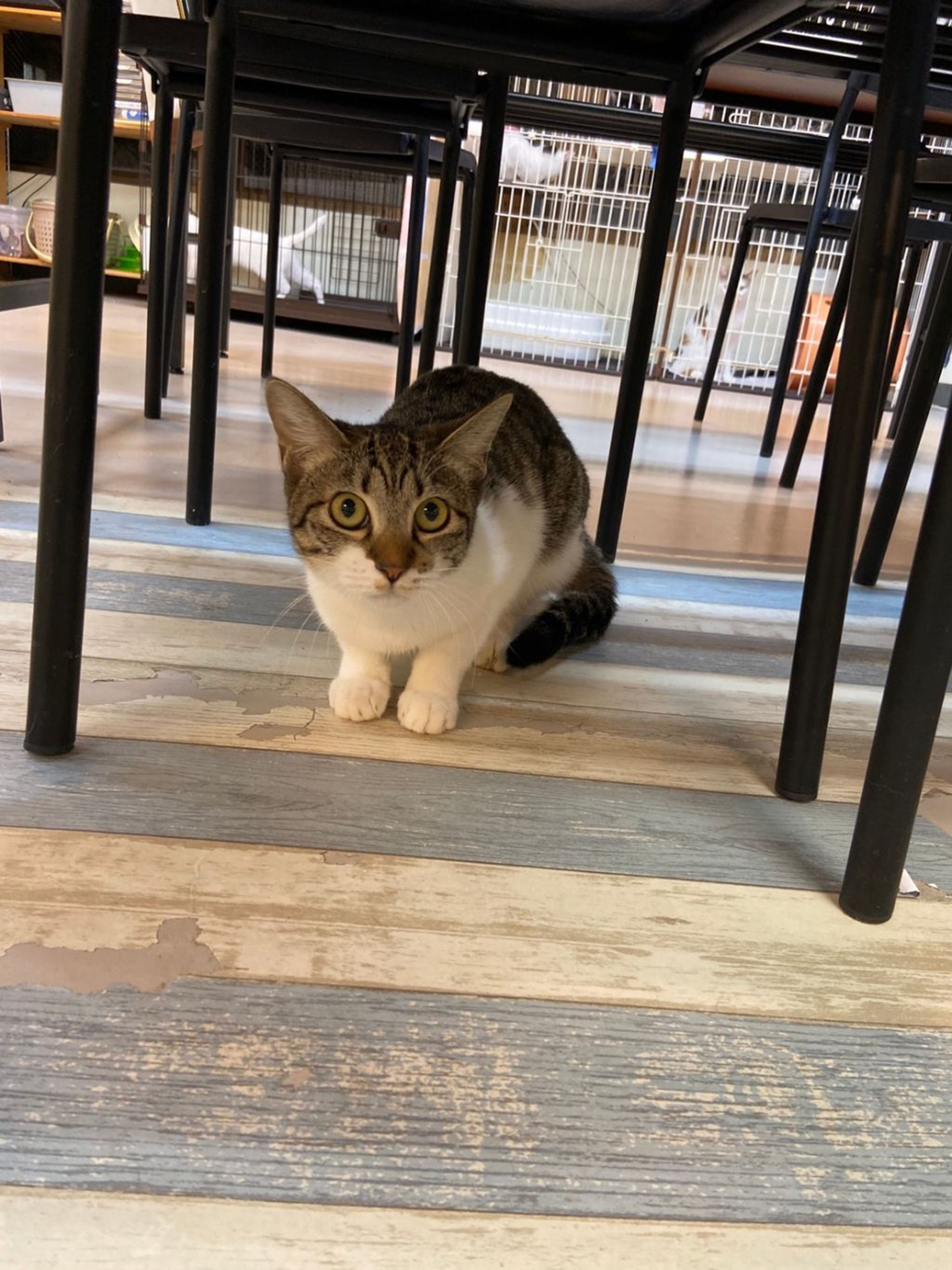 pet-image-8