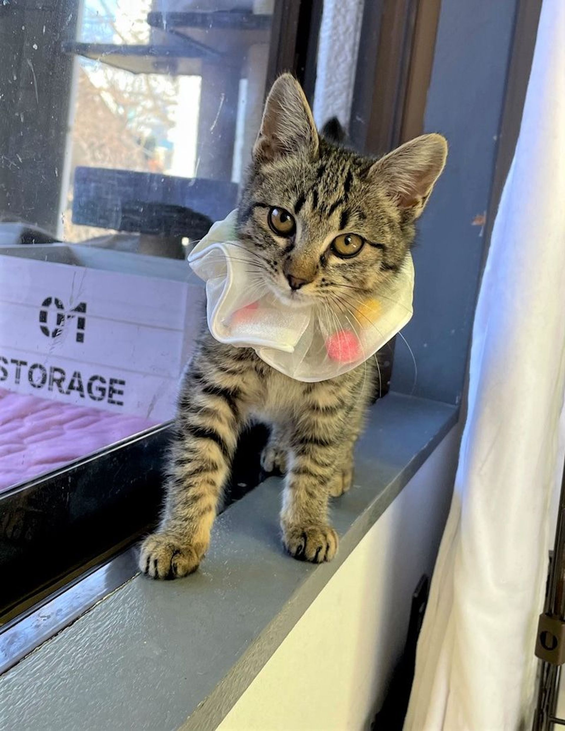 雑種（ミックス猫）・メスの里親募集の写真
