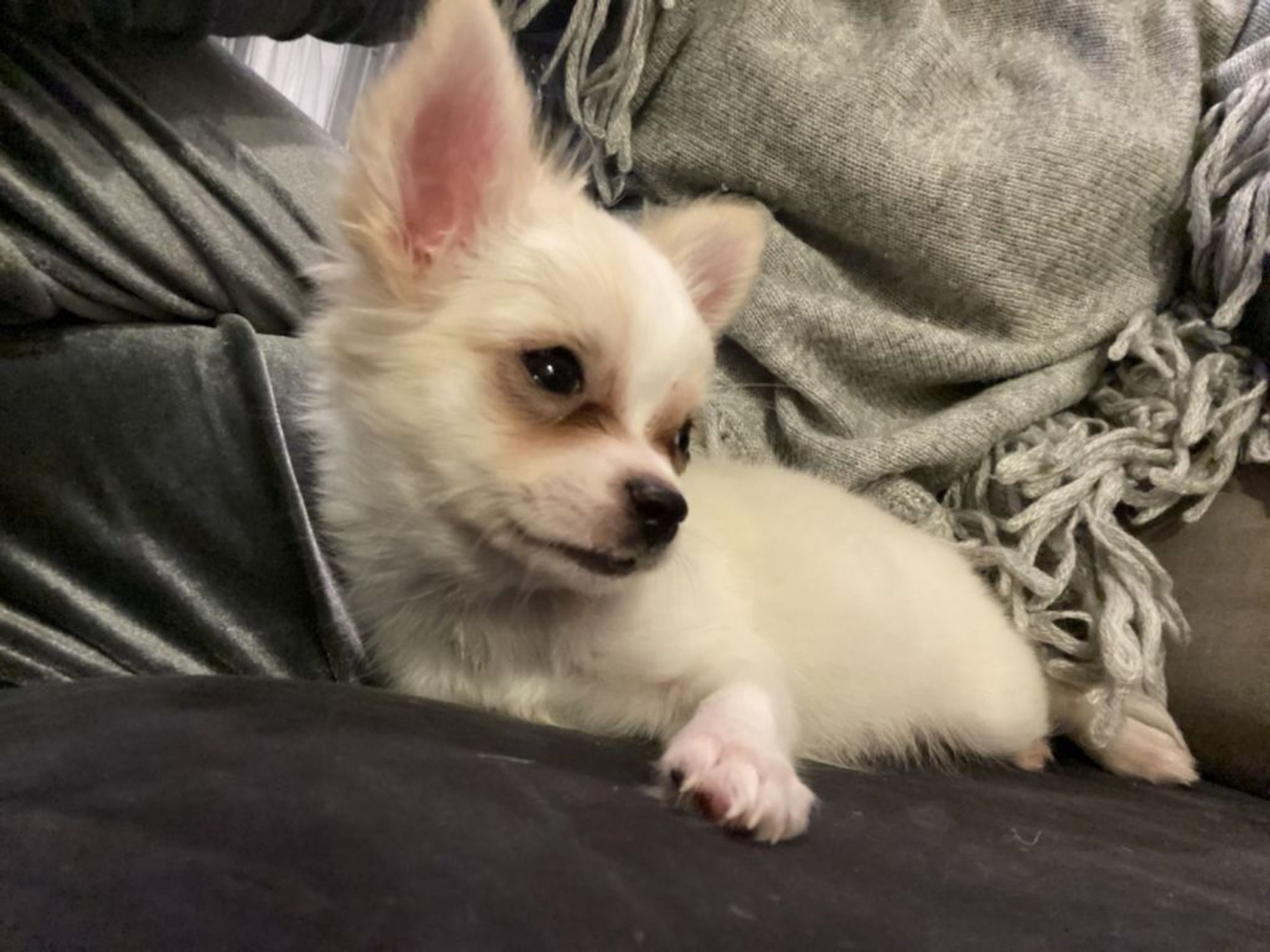pet-image-2