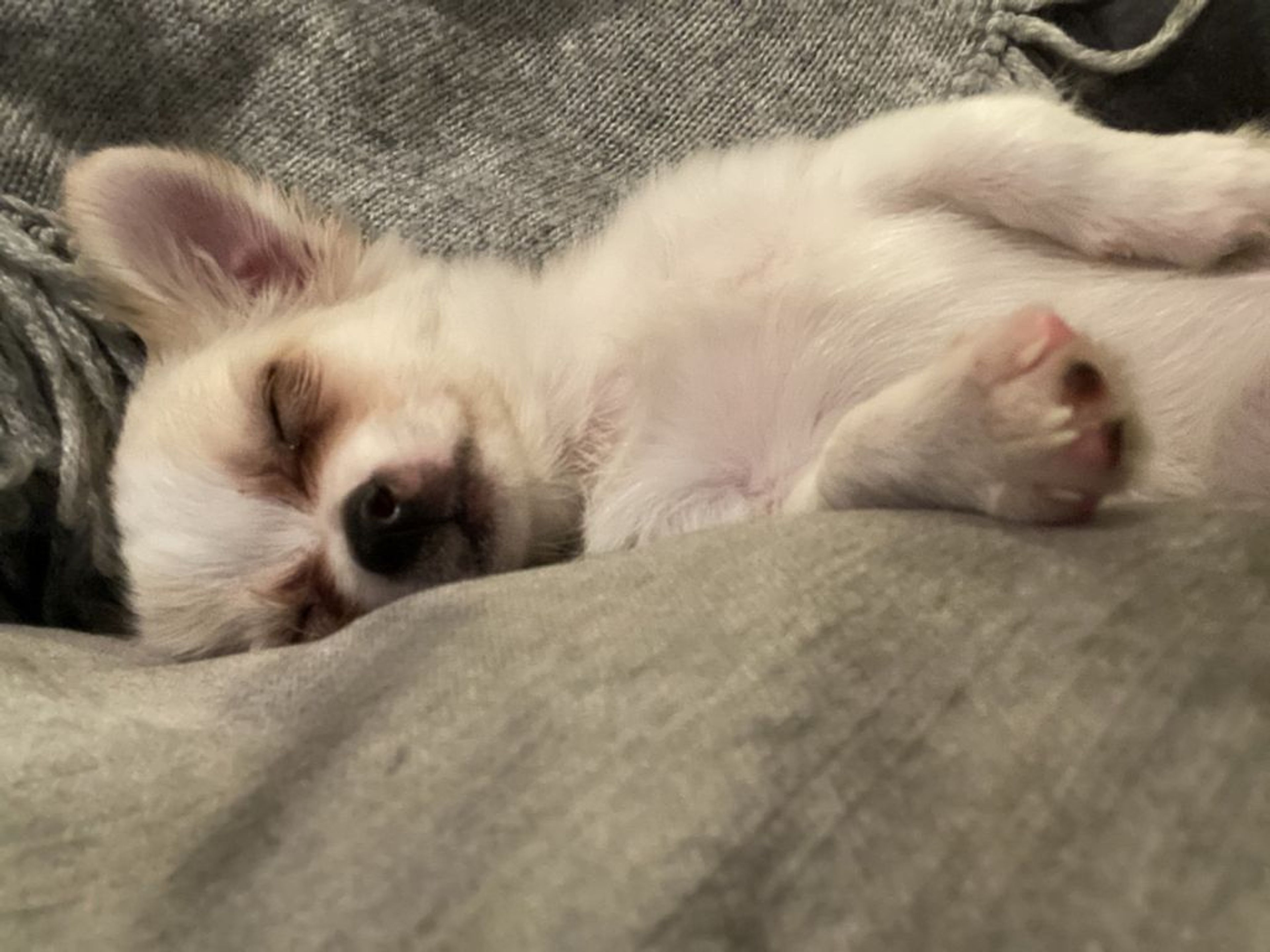 pet-image-3