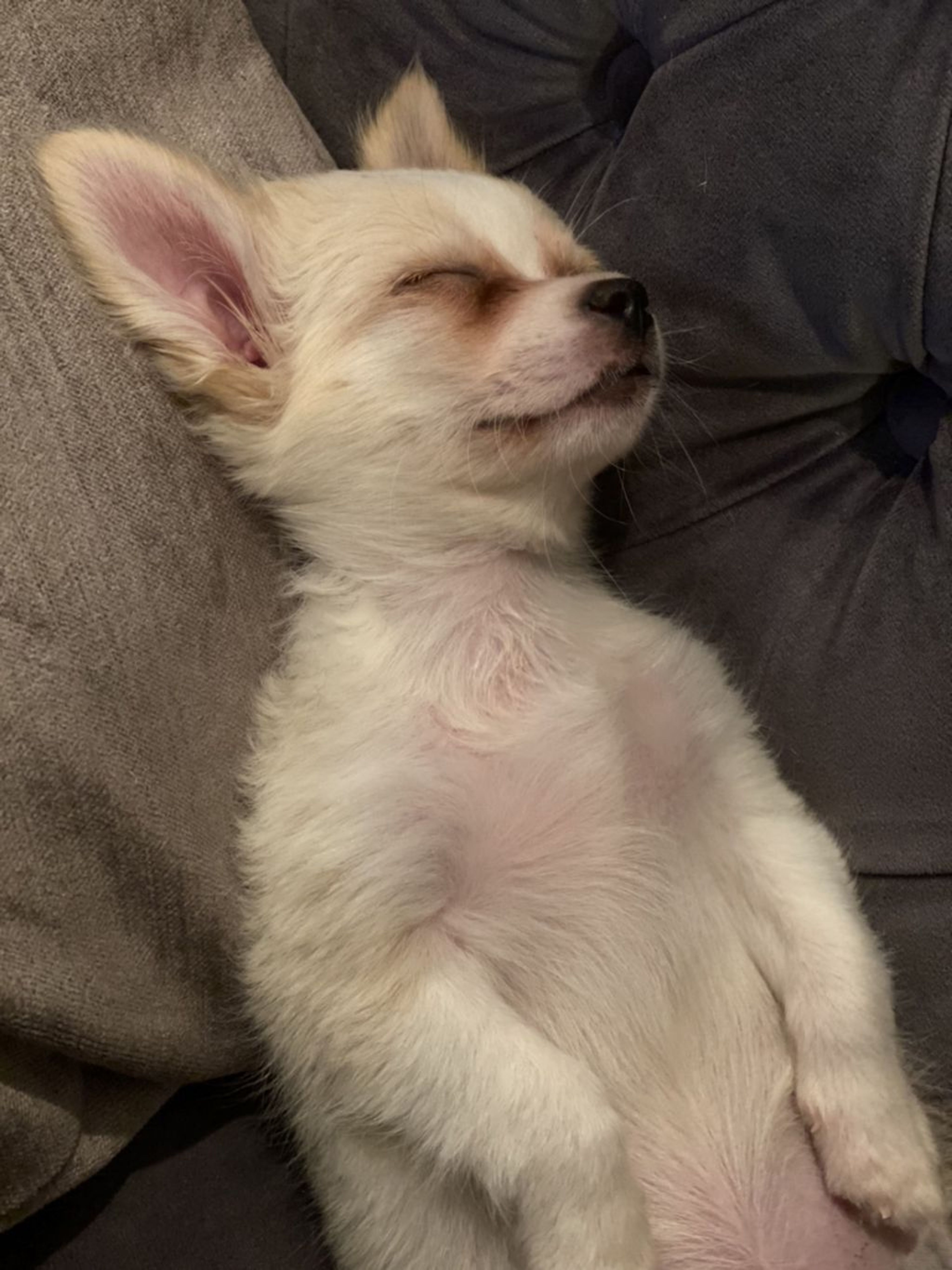 pet-image-4
