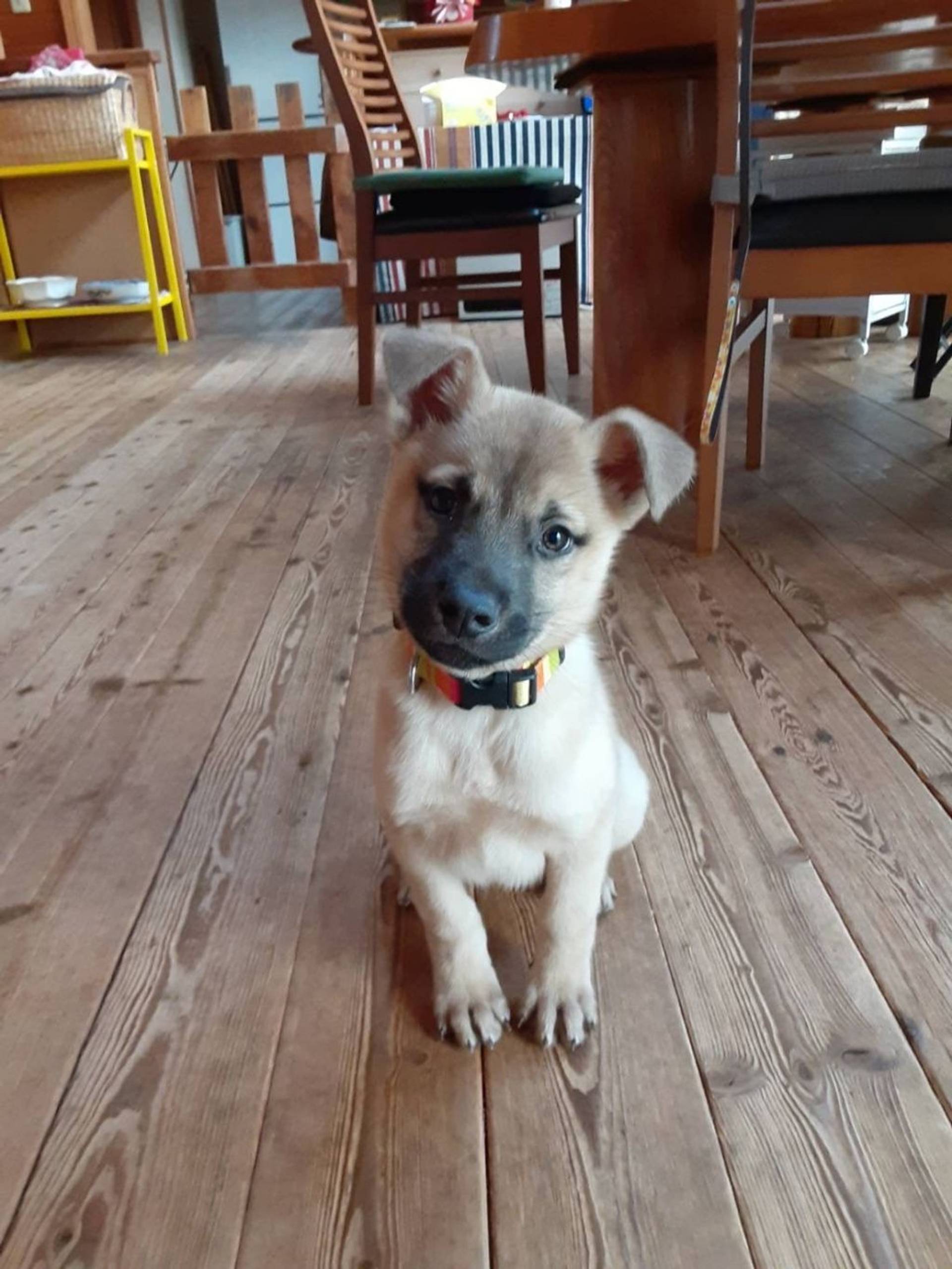 雑種（ミックス犬）・オスの里親募集の写真