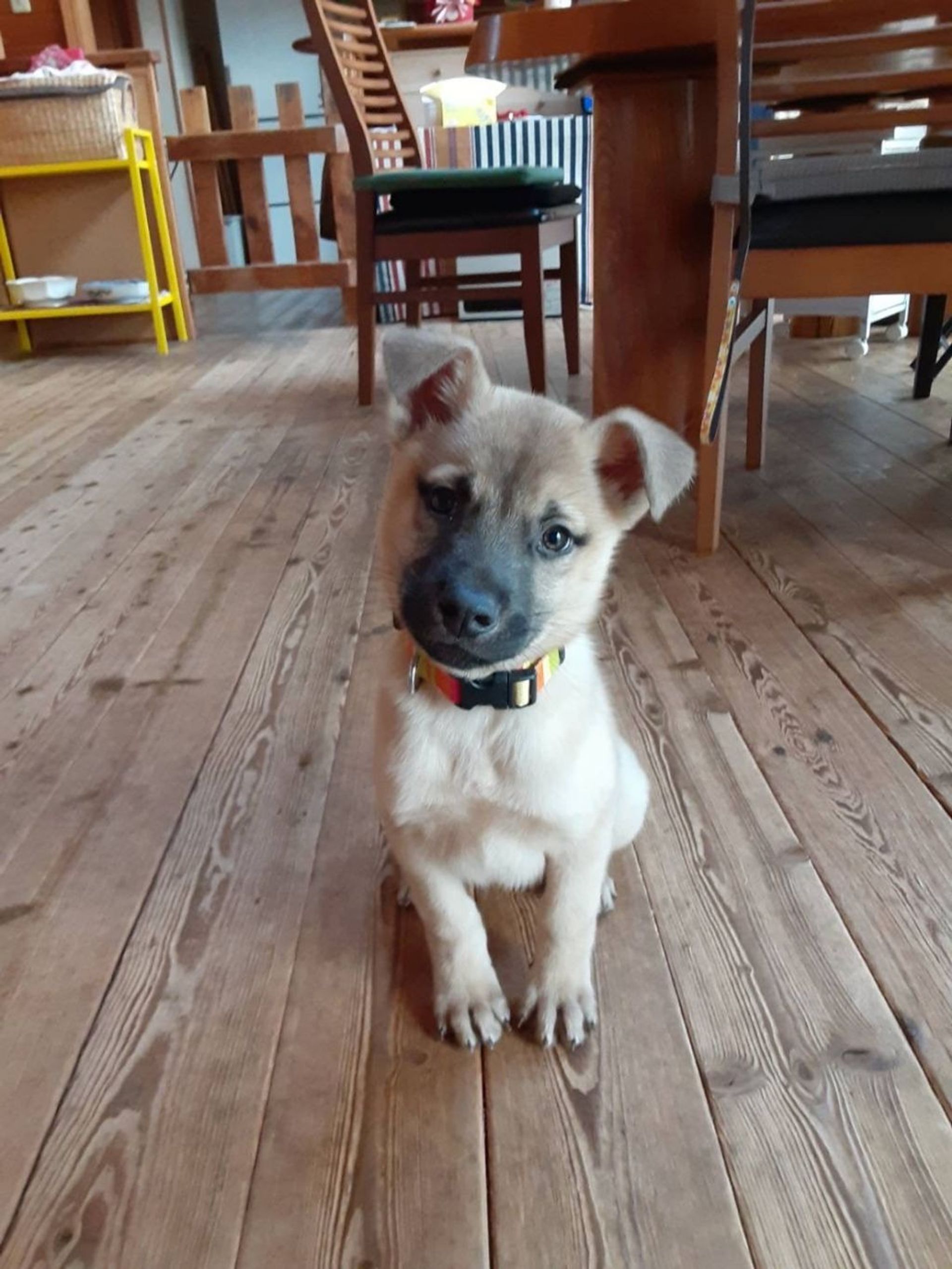 雑種（ミックス犬）・オスの里親募集の写真