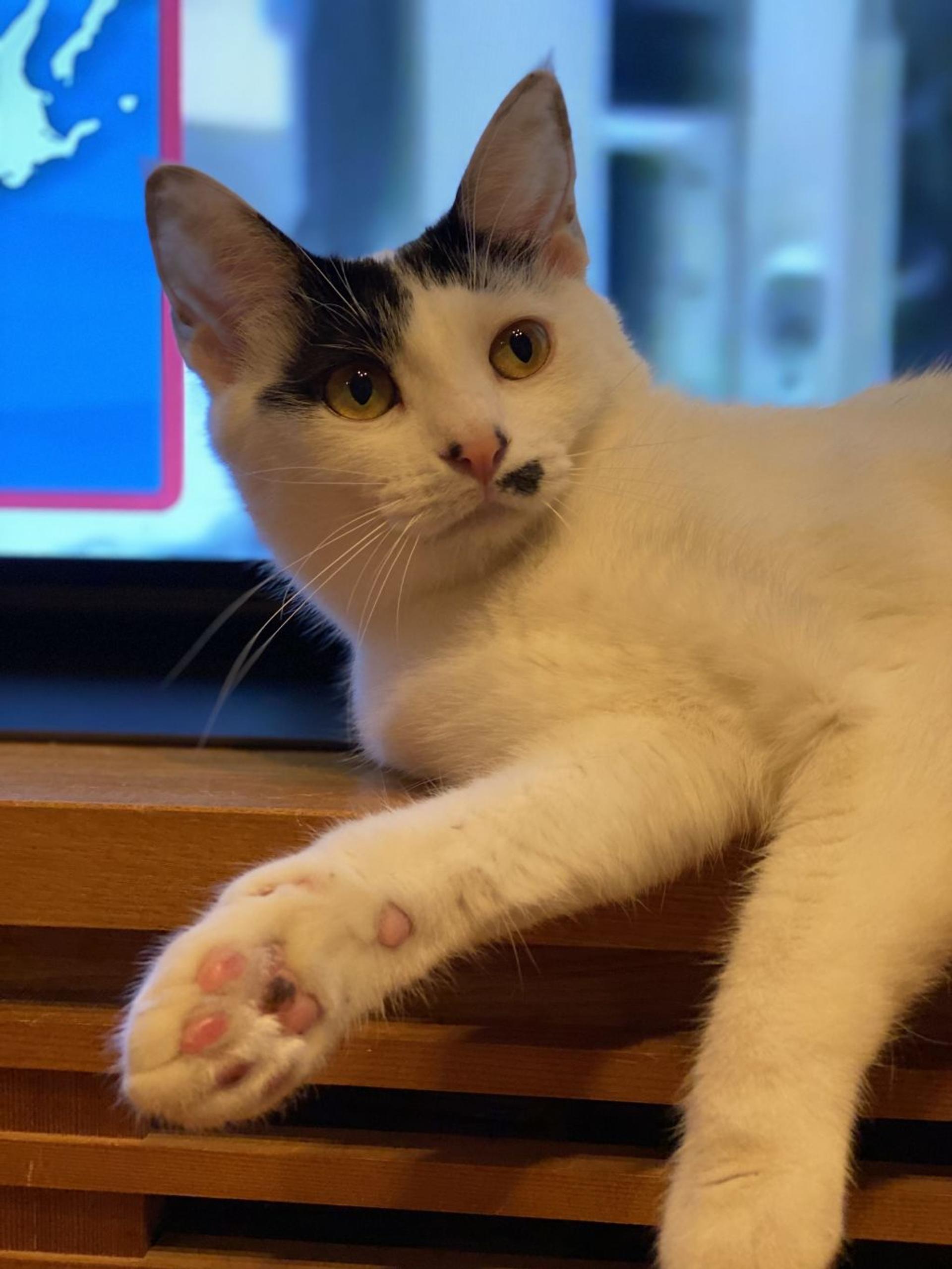 pet-image-9