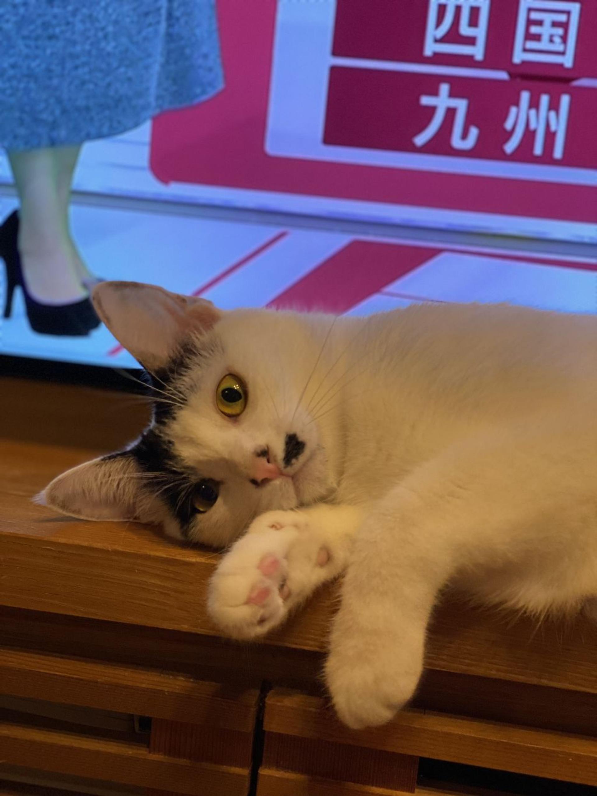 pet-image-10