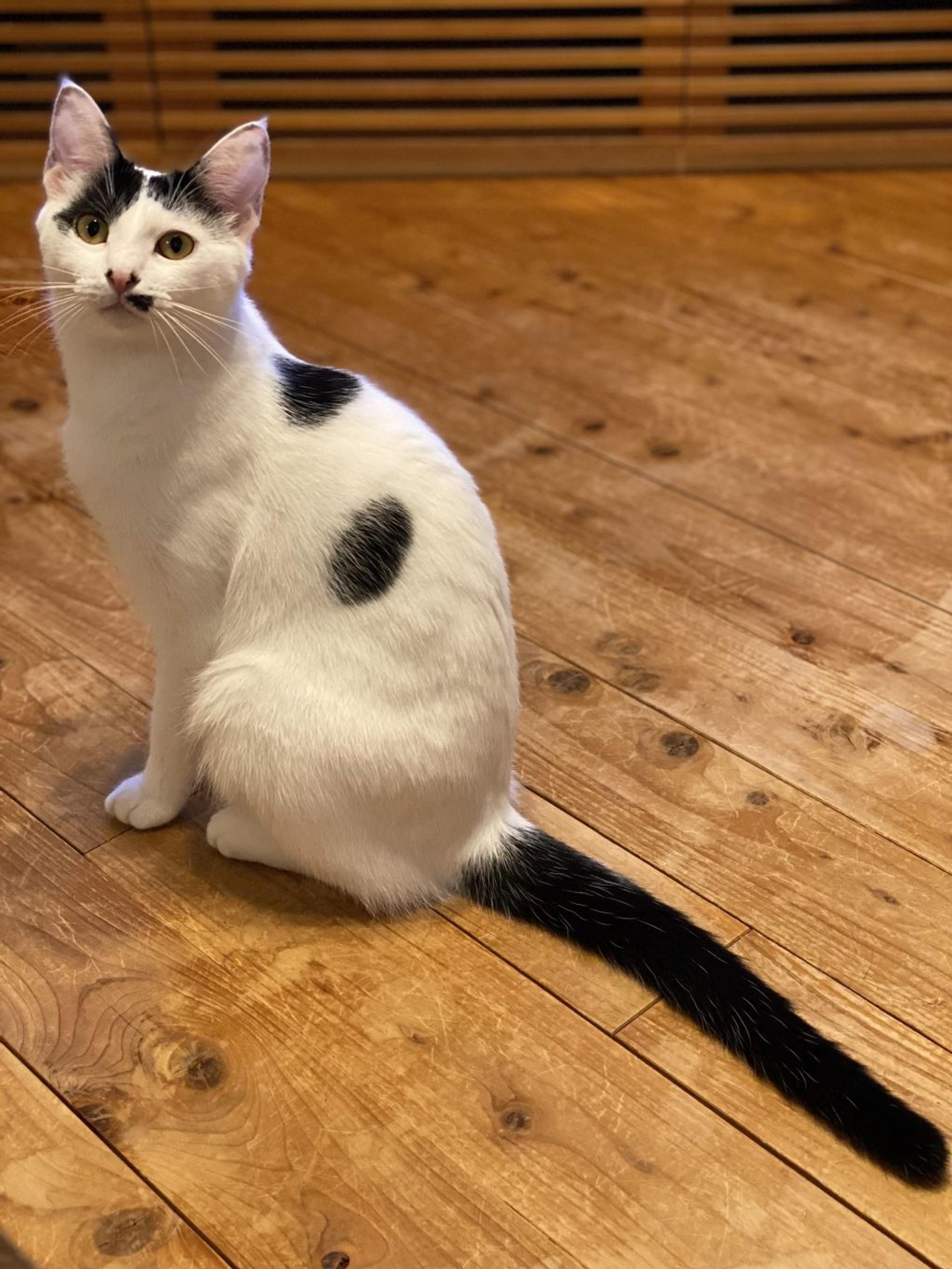 pet-image-2