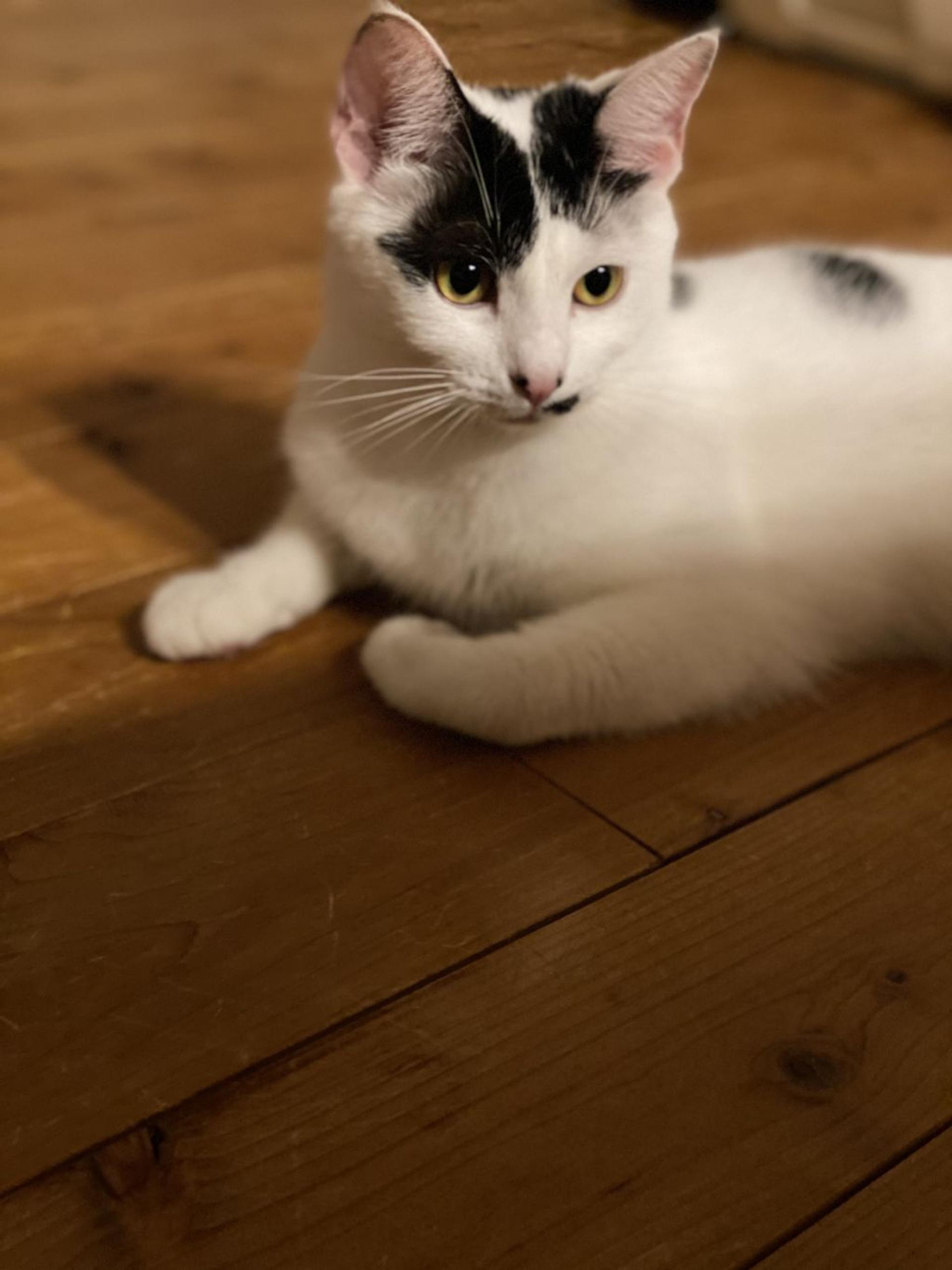 pet-image-8
