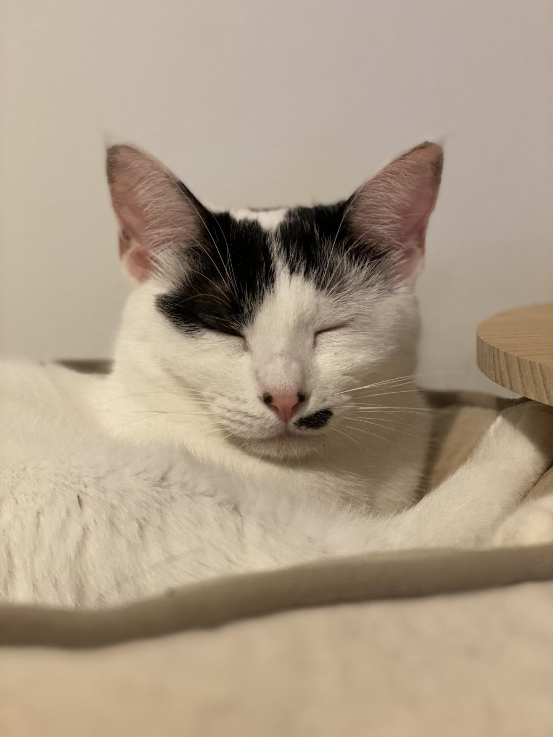 pet-image-6